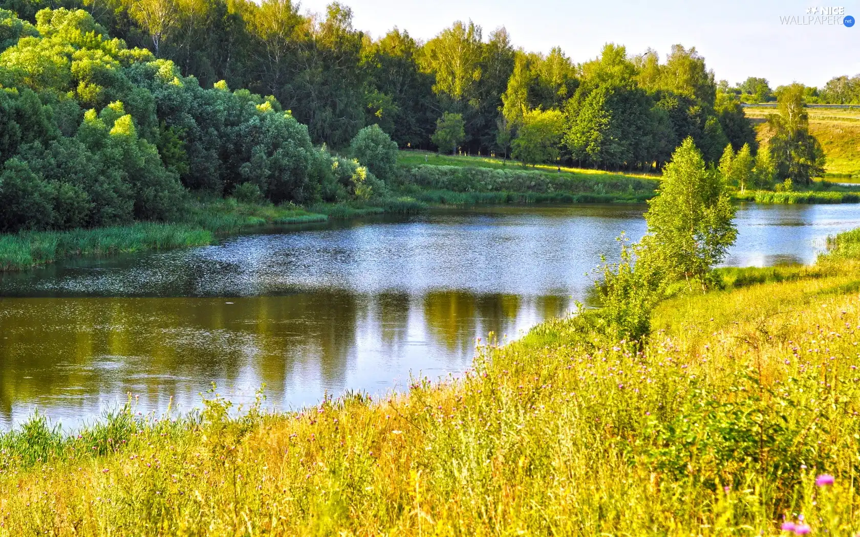 River, viewes, autumn, trees