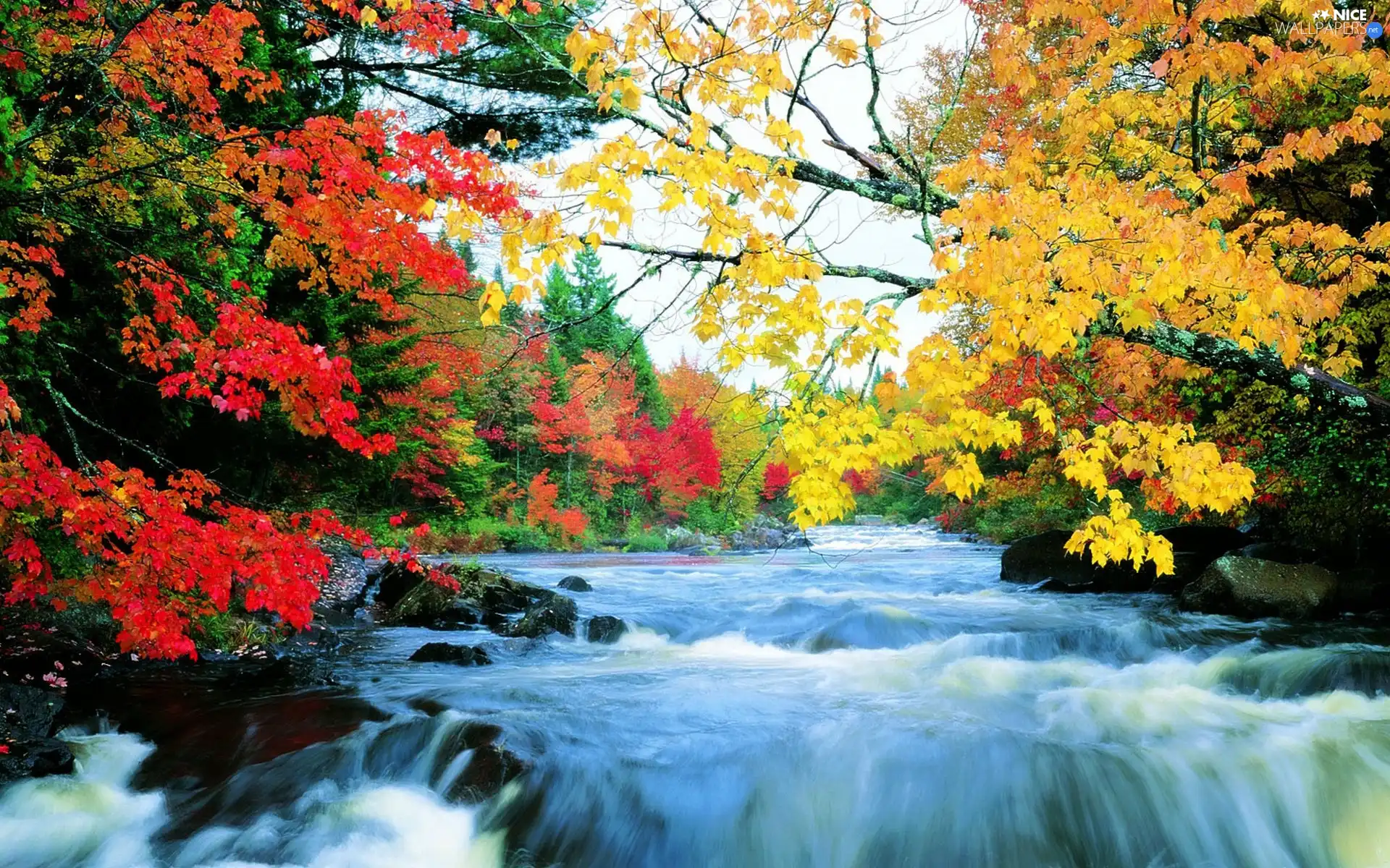 River, viewes, autumn, trees