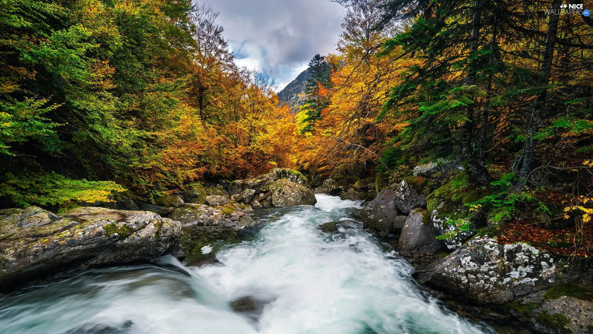 trees, River, forest, autumn, viewes, rocks