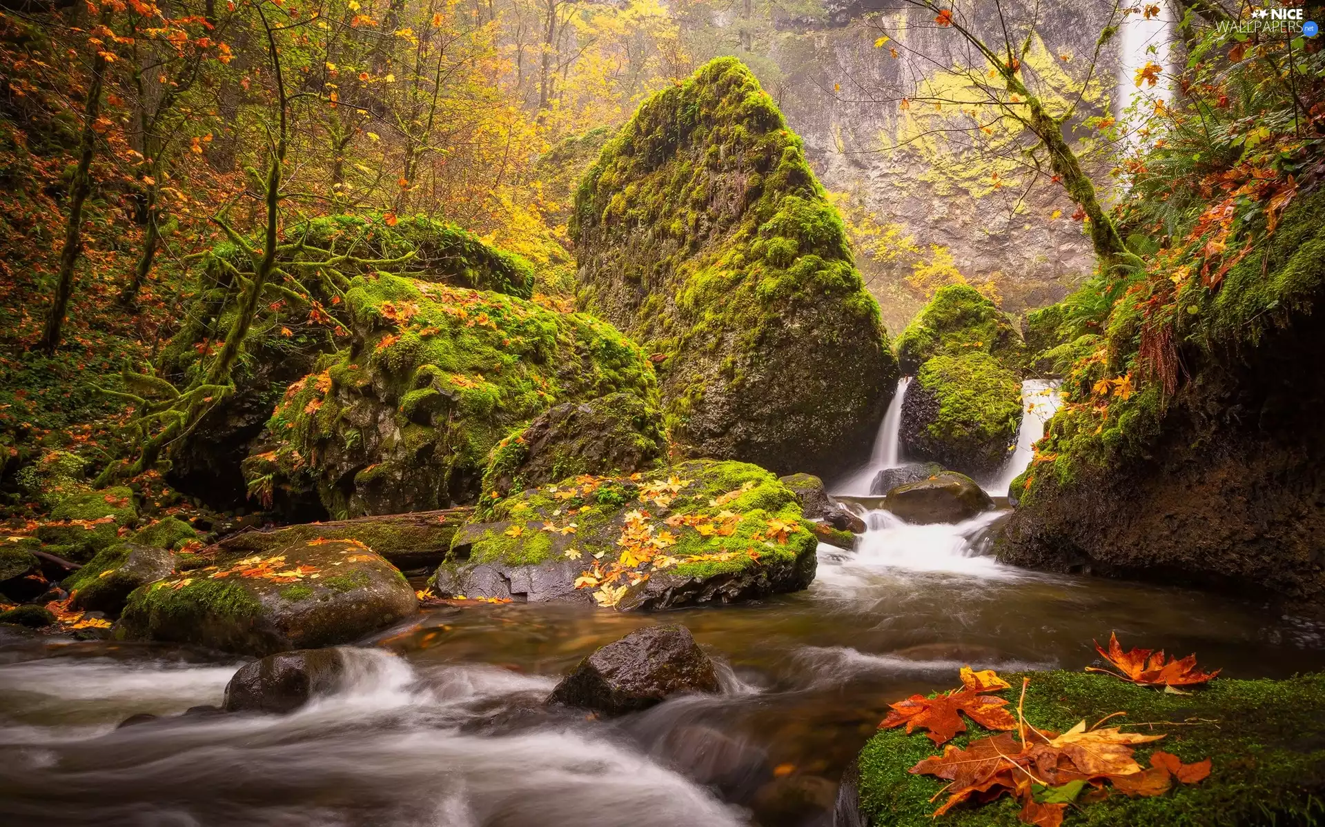 trees, River, Leaf, autumn, viewes, rocks
