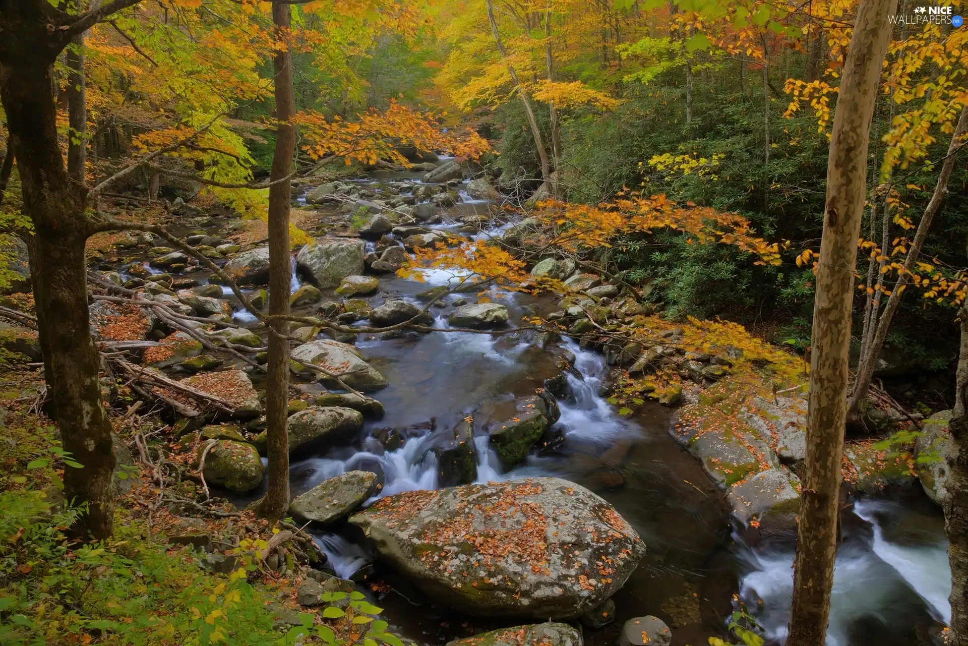 rocky, forest, autumn, River