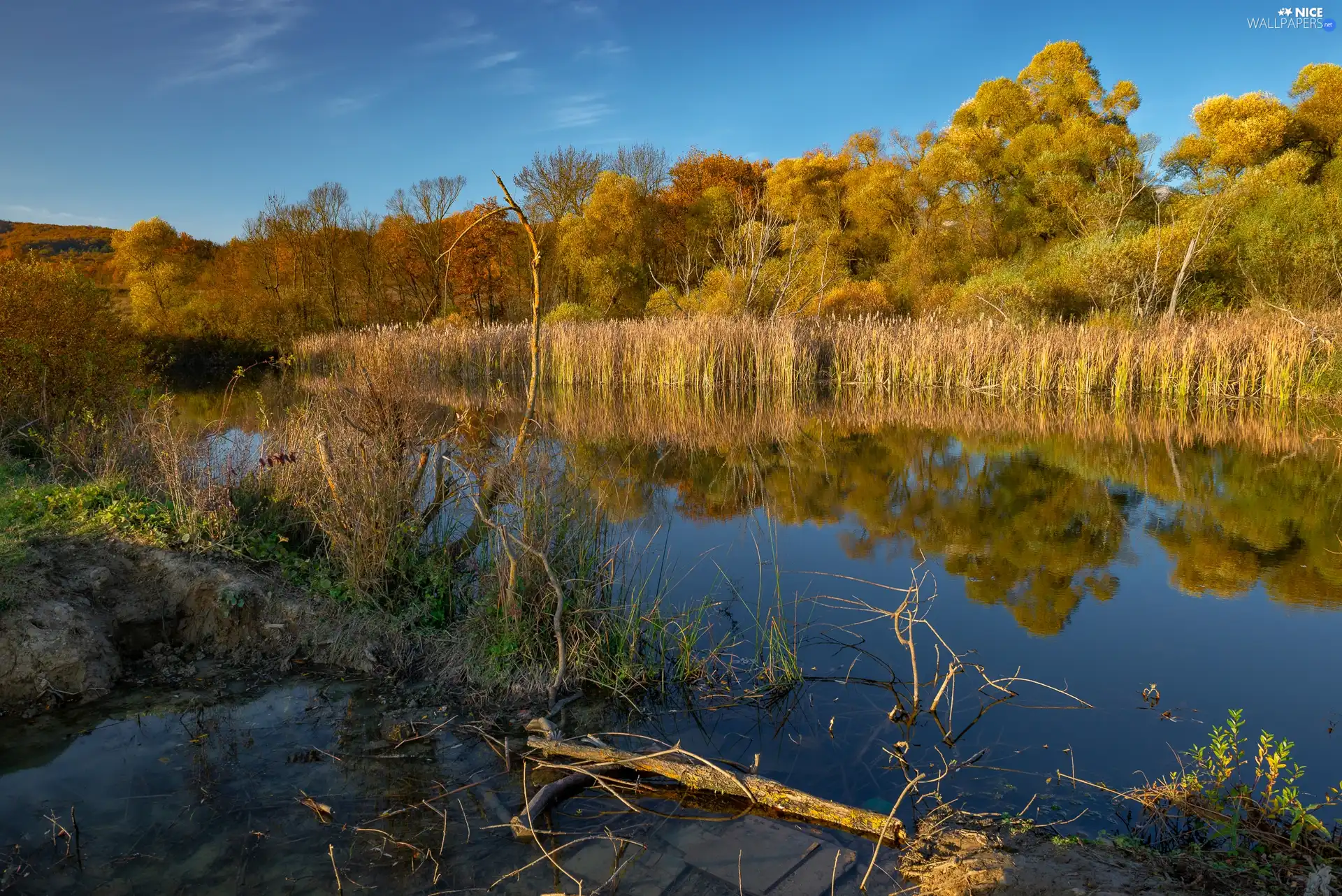 viewes, autumn, rushes, trees, lake