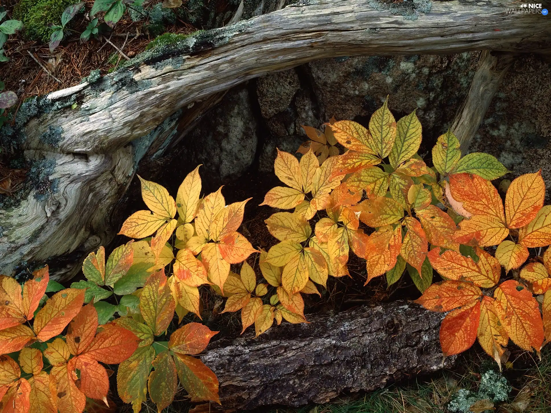 scarp, Leaf, Autumn, trees