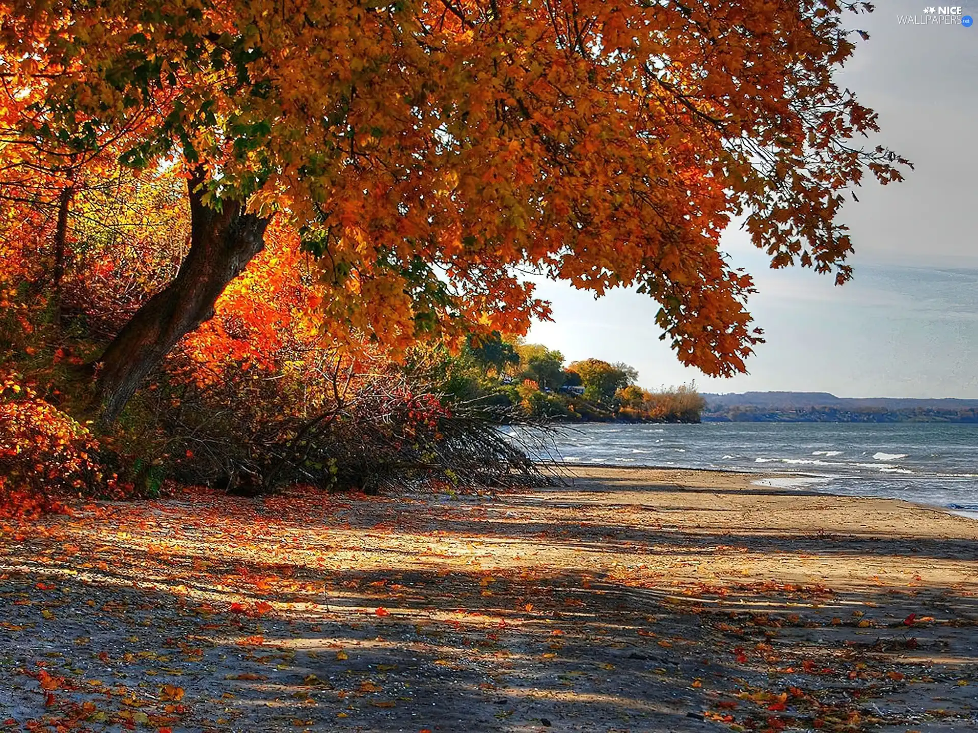autumn, trees, sea