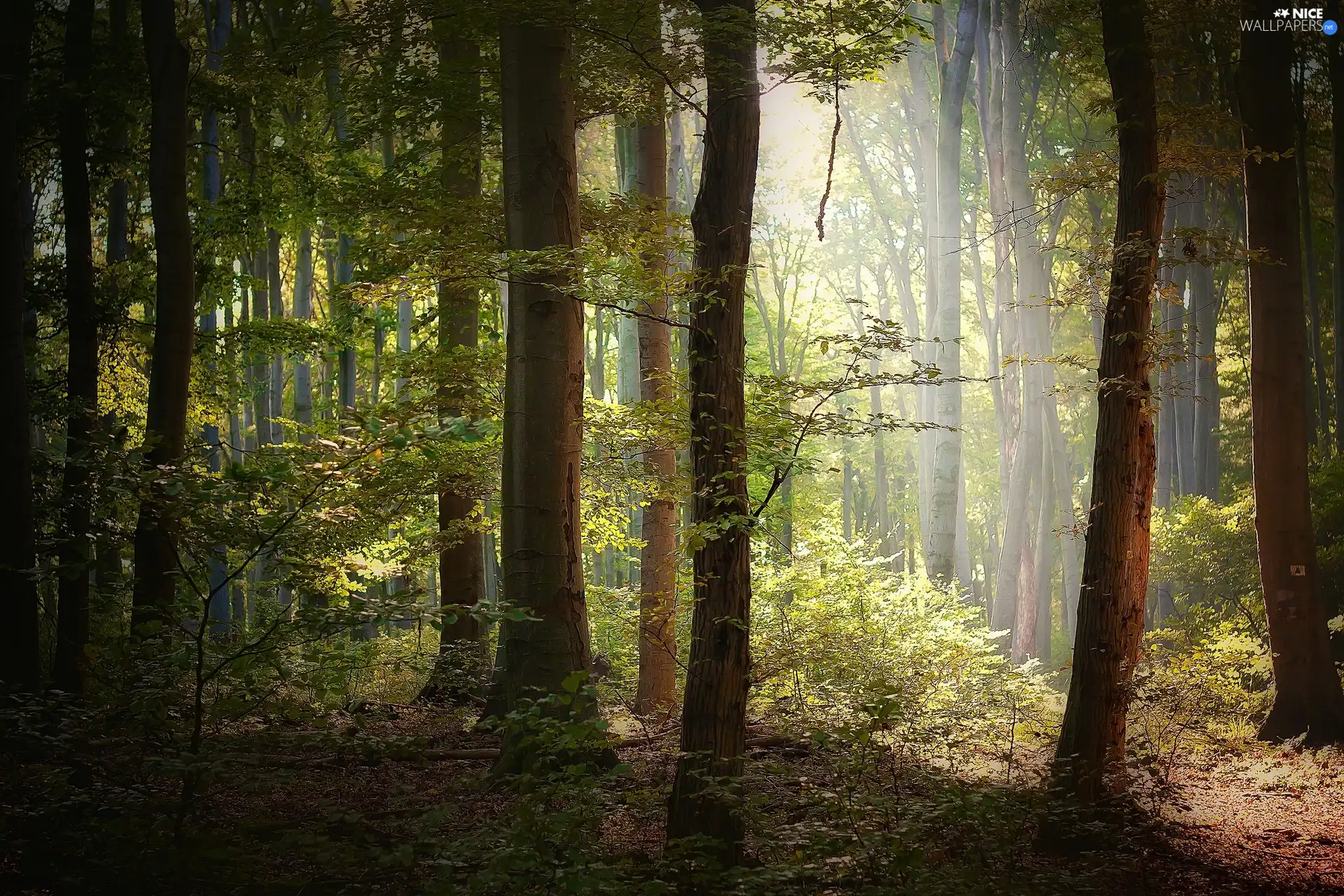 light breaking through sky, forest, autumn