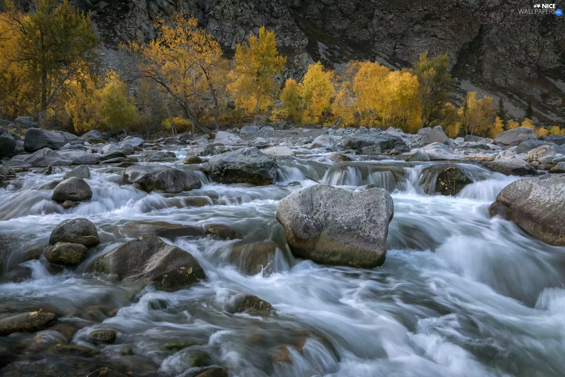trees, River, birch, autumn, viewes, Stones