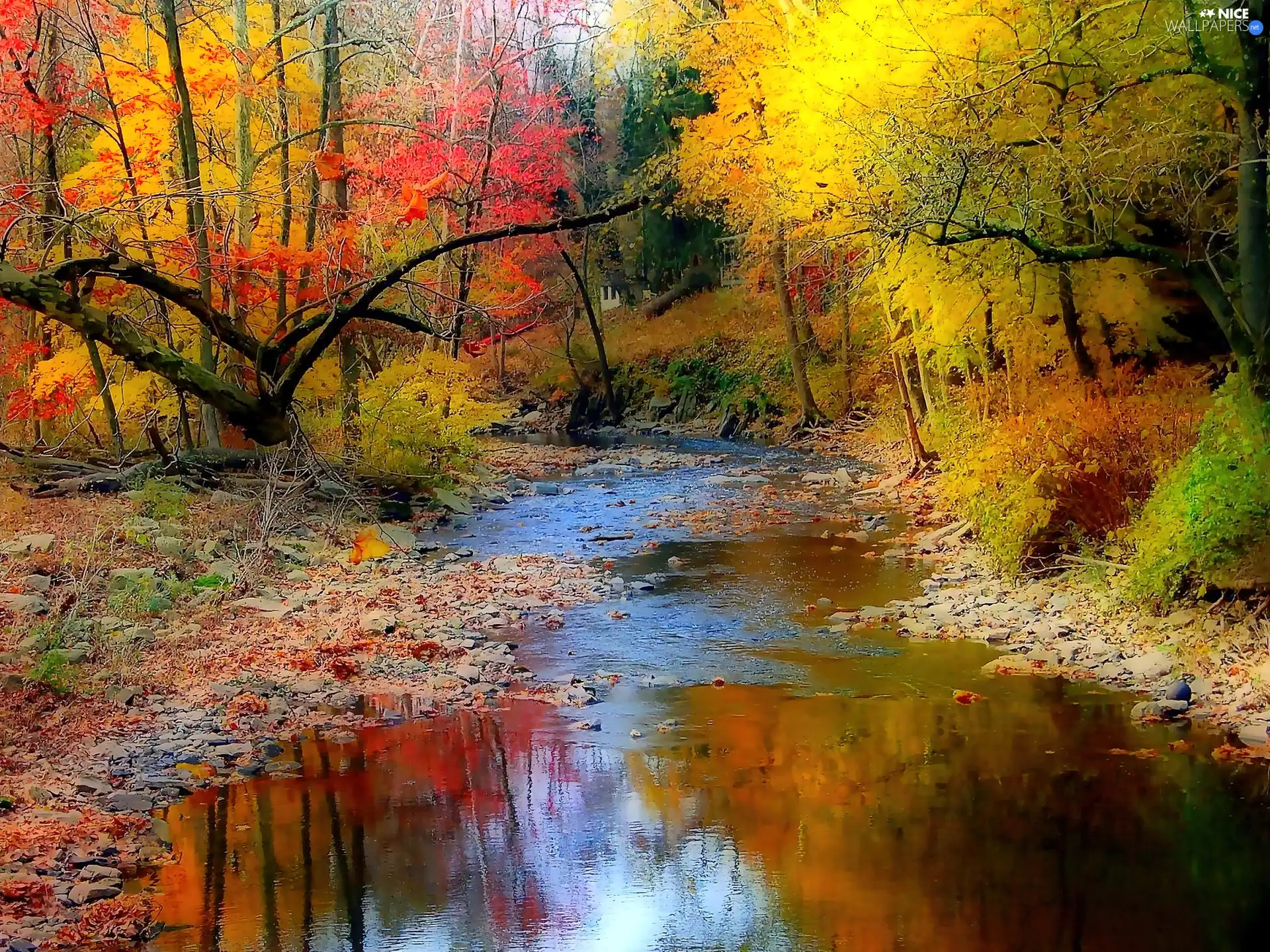 autumn, forest, stream