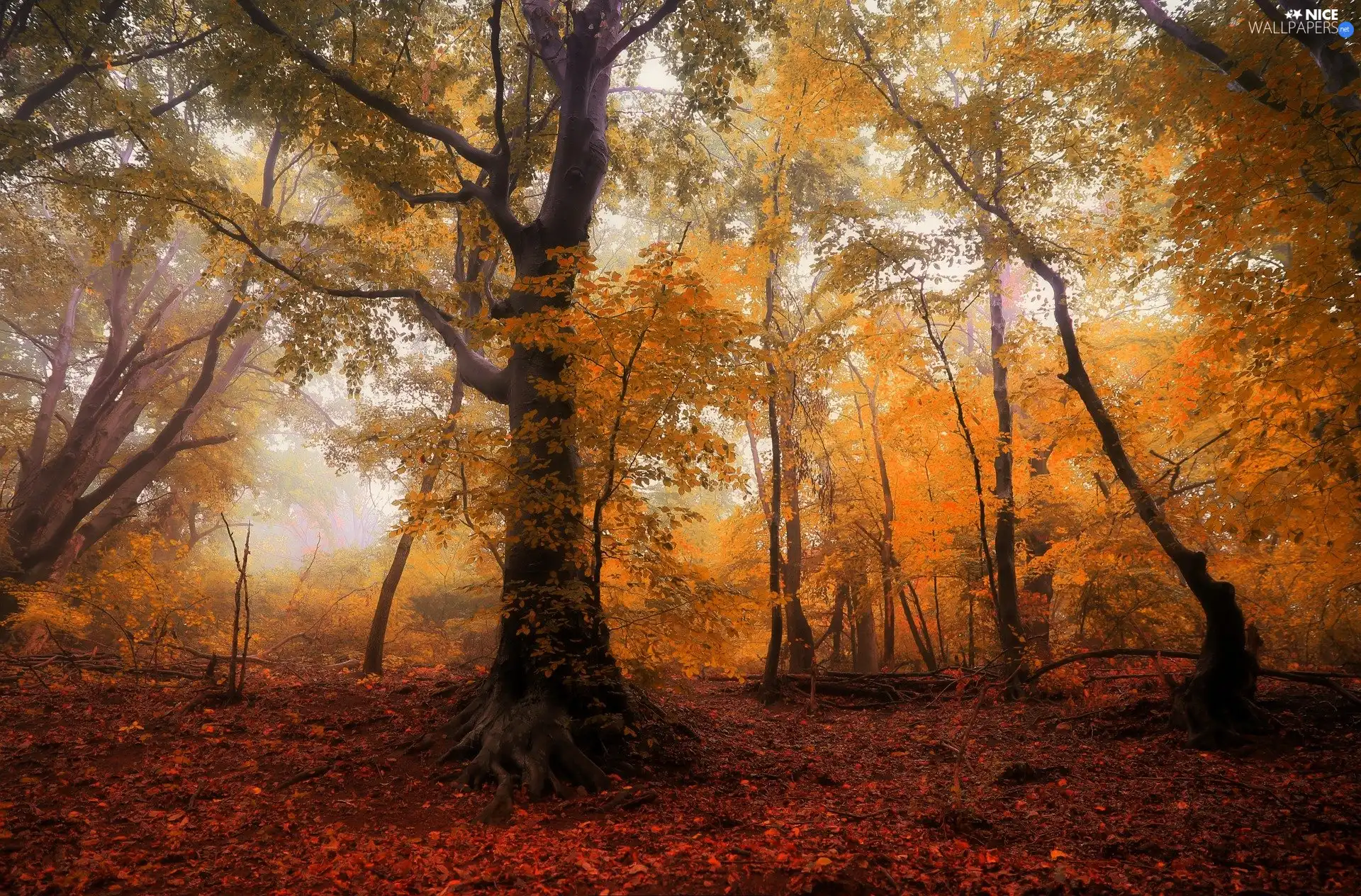red head, trees, Fog, viewes, forest, Leaf, autumn
