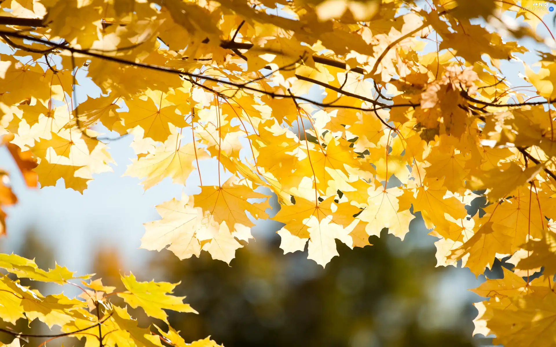 trees, Leaf, autumn, branch