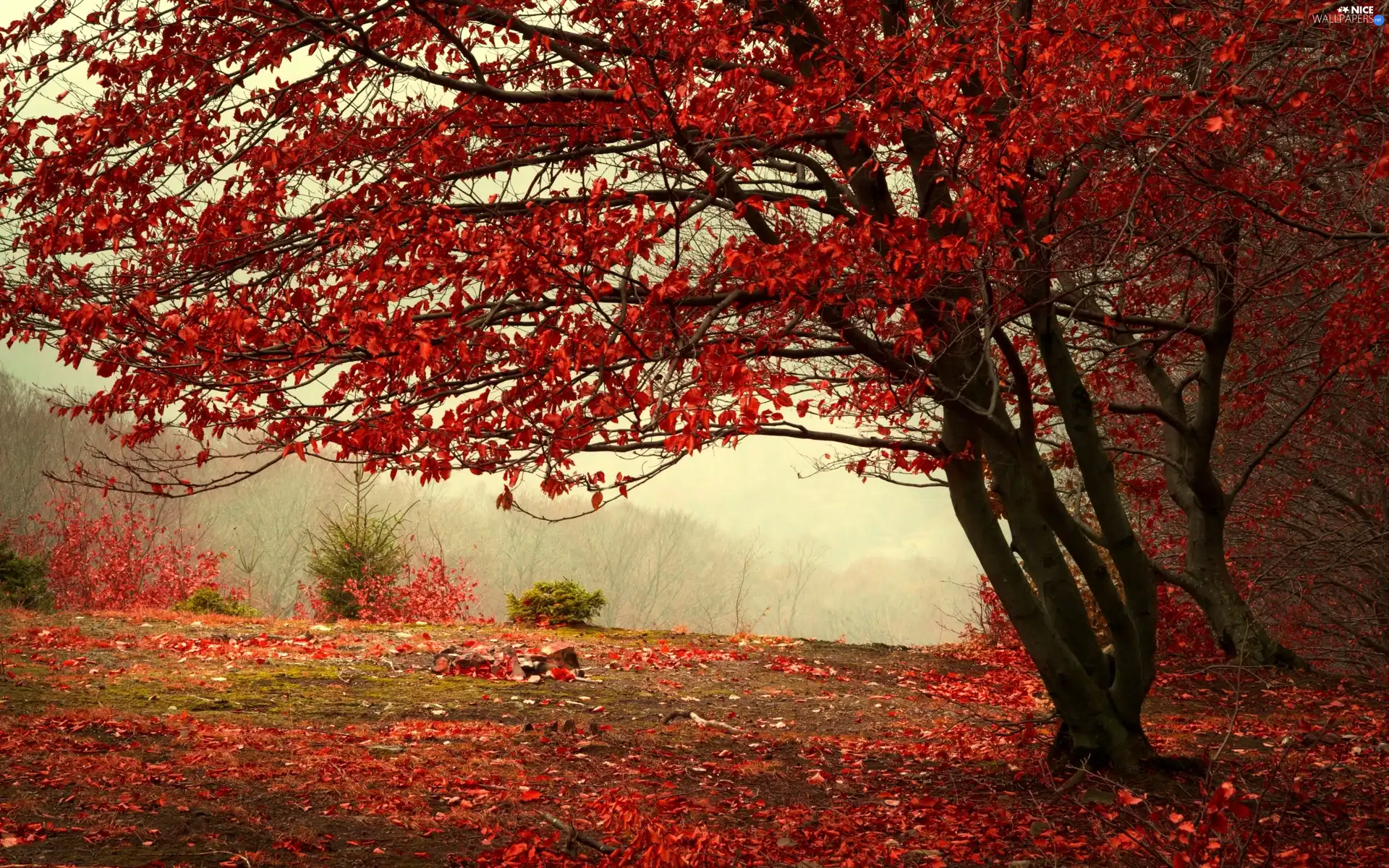 trees, Leaf, autumn, viewes