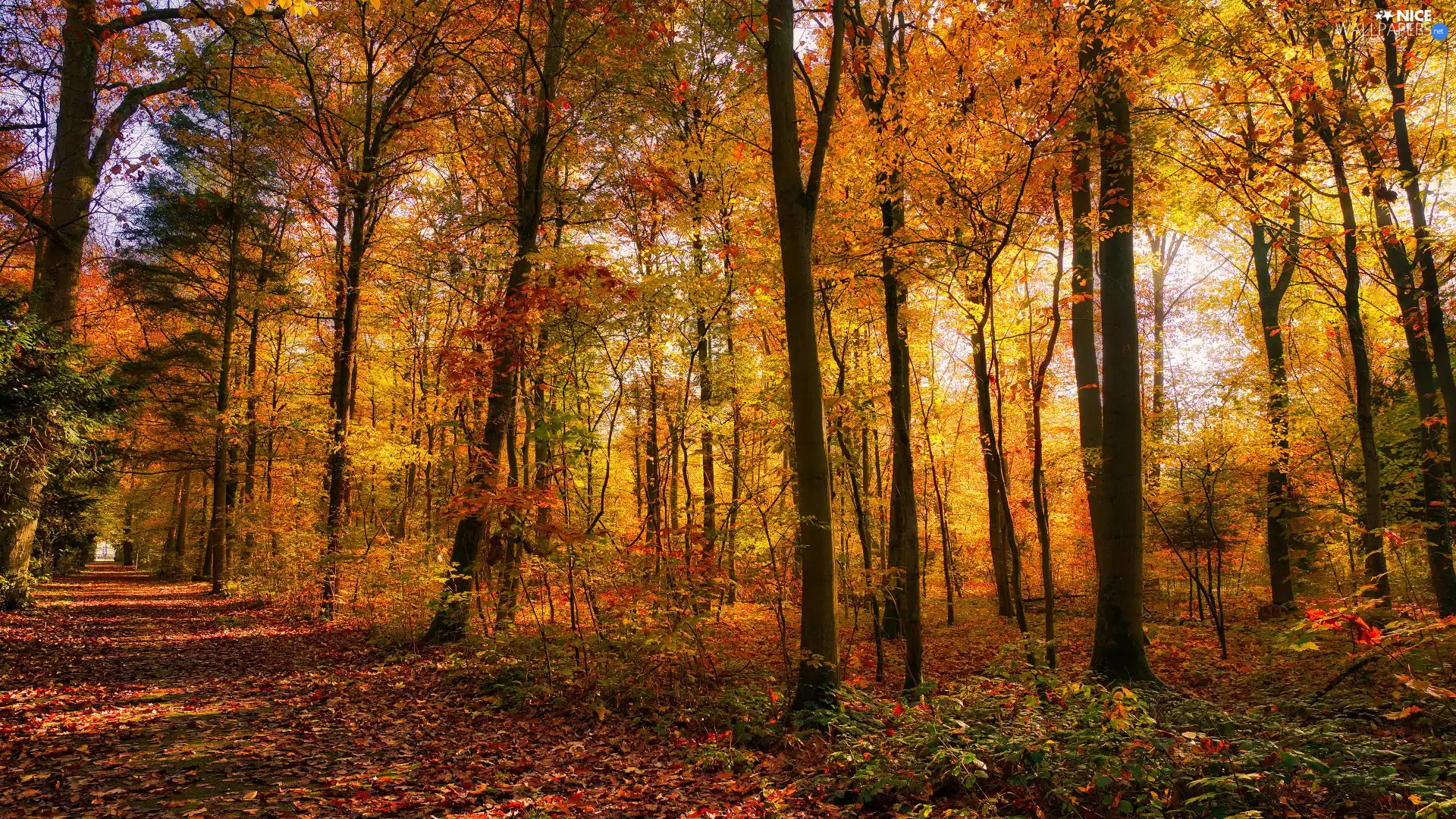 autumn, Way, forest, sunny, Yellow, Leaf, trees, viewes, day