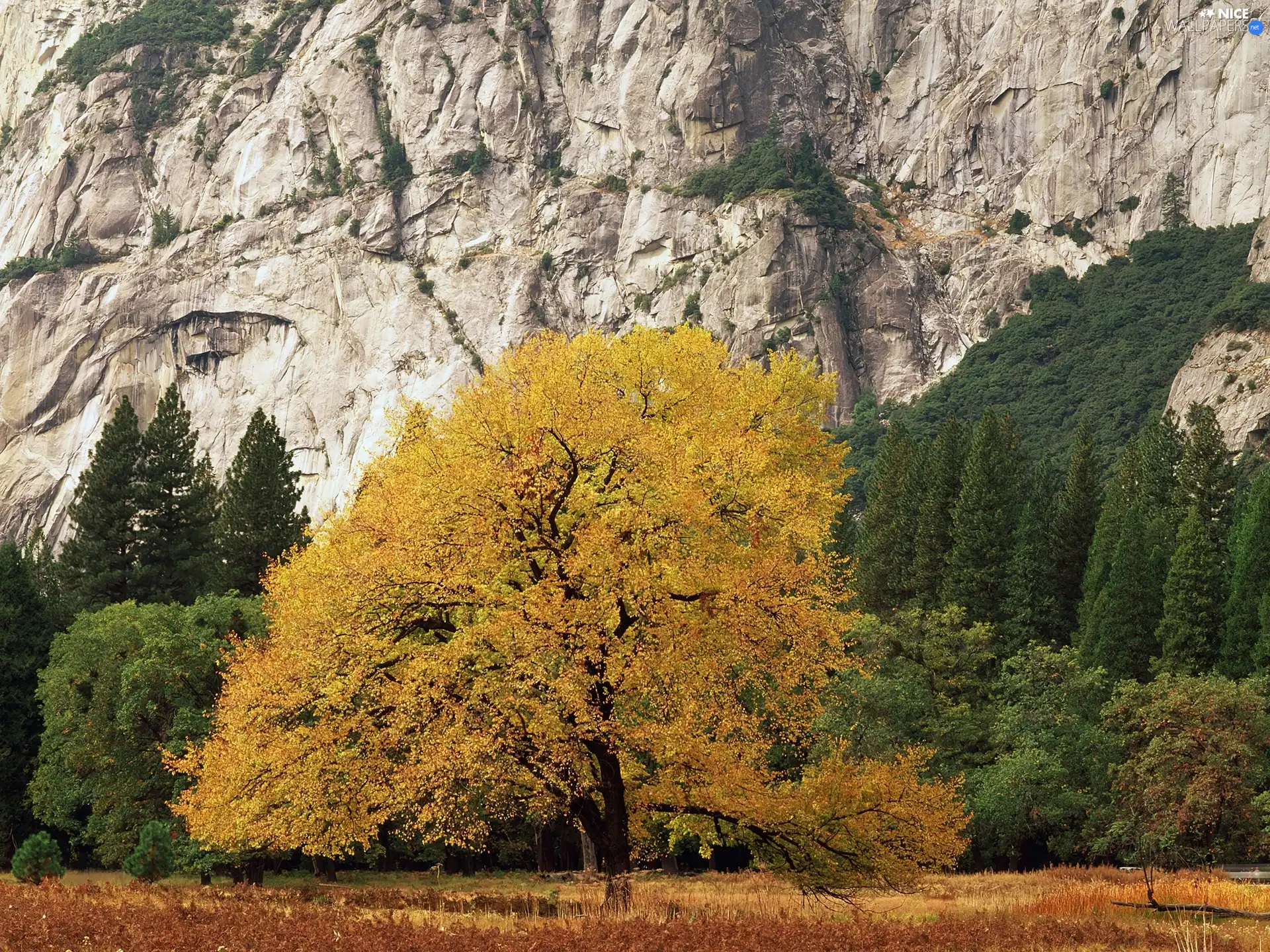 autumn, Mountains, trees