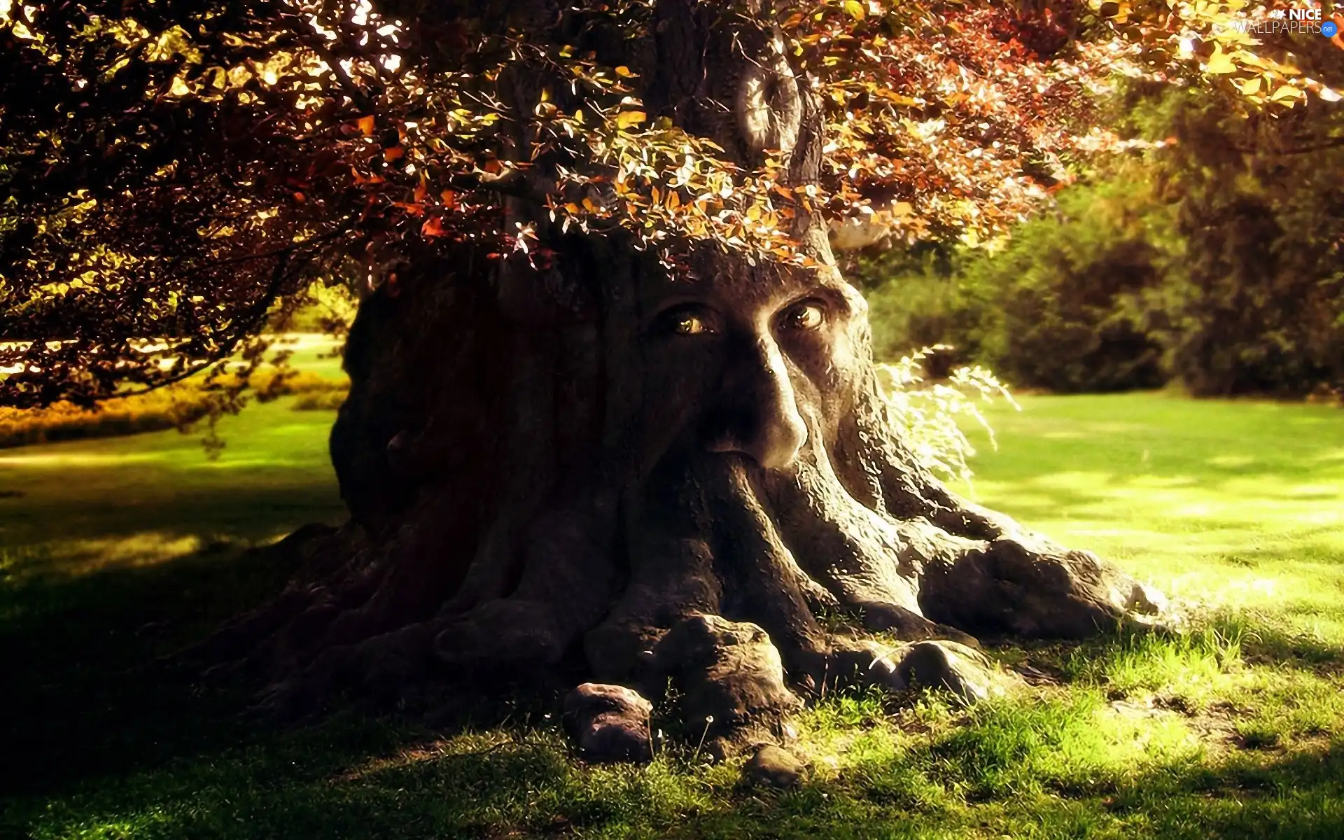 autumn, Park, trees