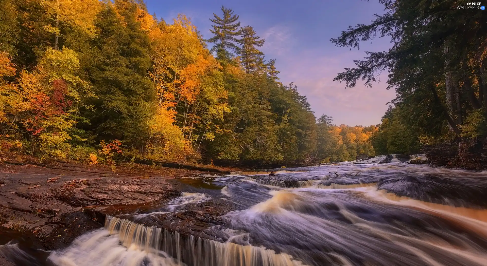 viewes, forest, River, autumn, tear, trees