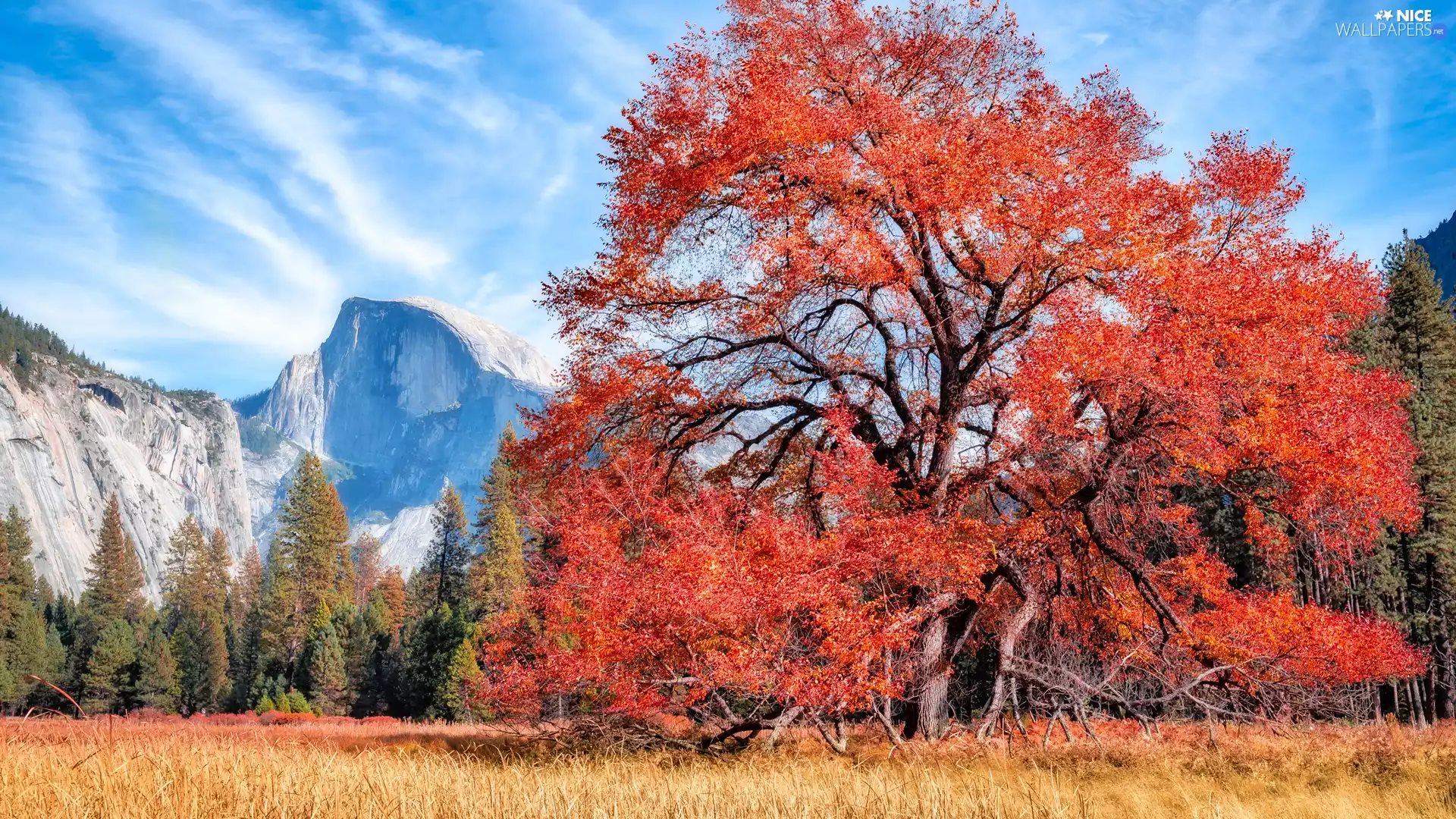 viewes, Mountains, trees, autumn, spreading, trees