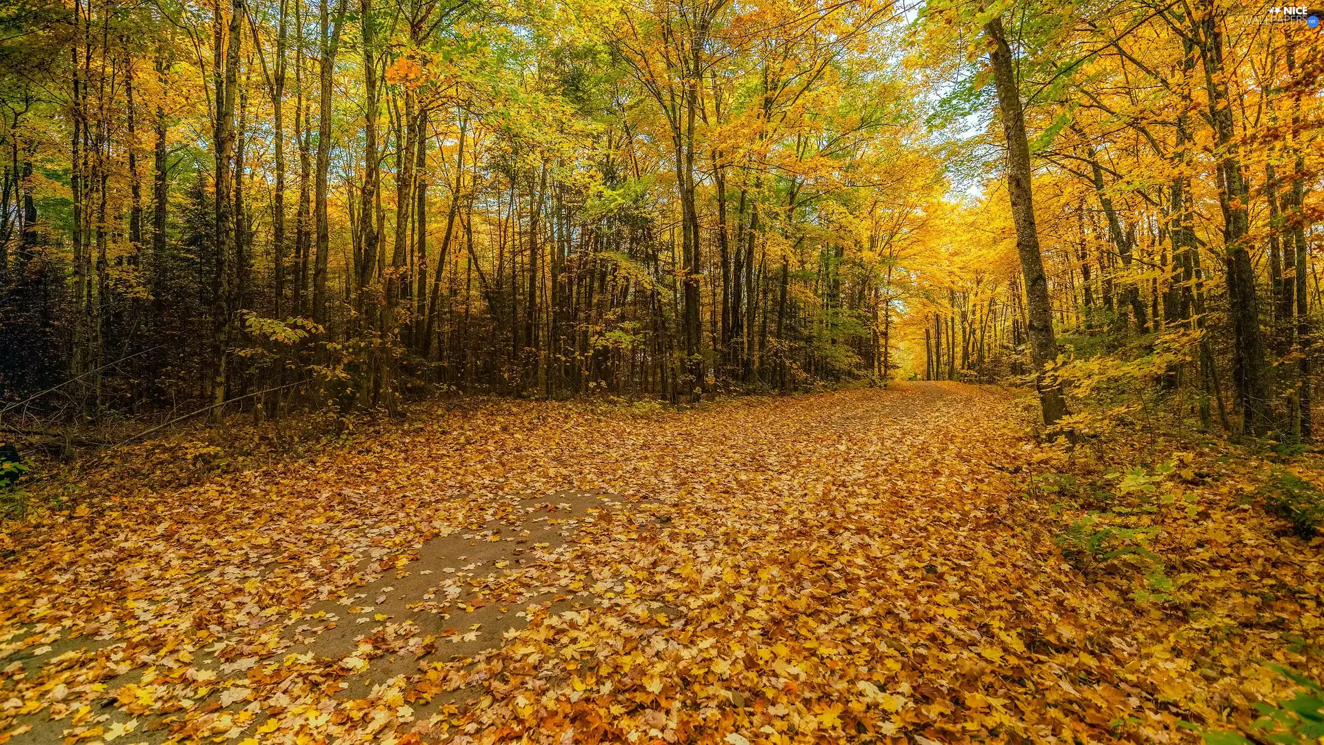 viewes, forest, Way, autumn, Leaf, trees