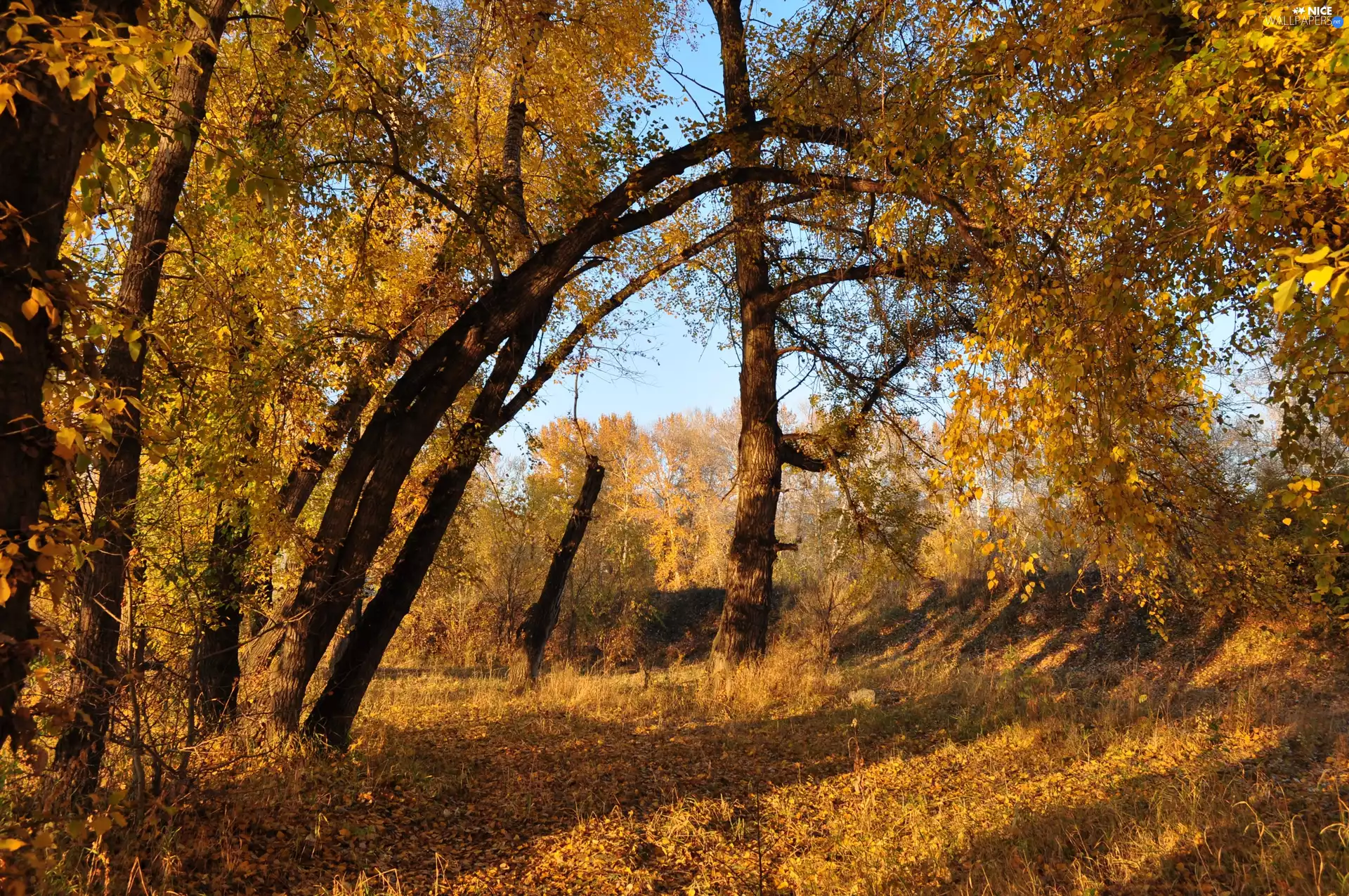 Leaf, autumn, viewes, Path, trees