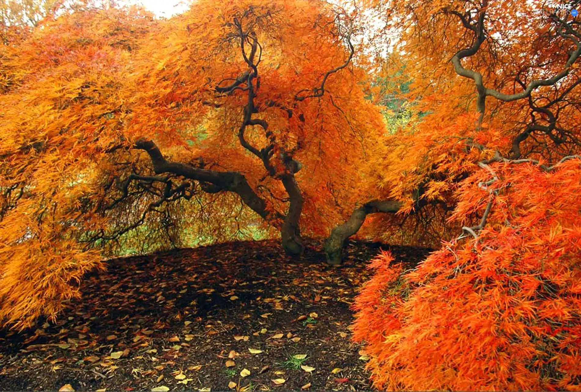 Autumn, trees, viewes