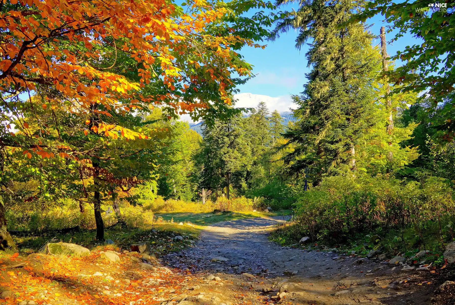 autumn, forest, Way