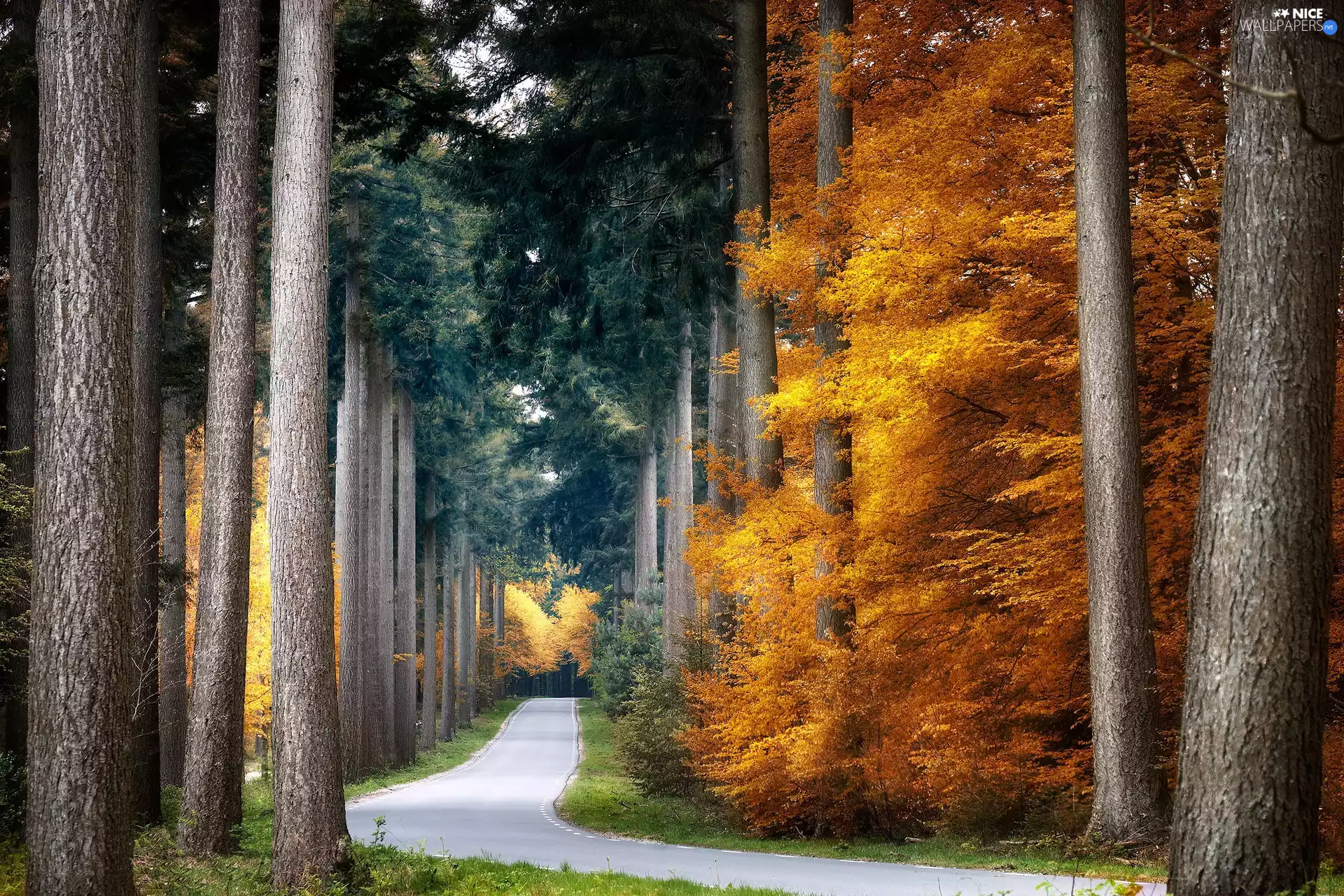 trees, autumn, Way, hedge, forest