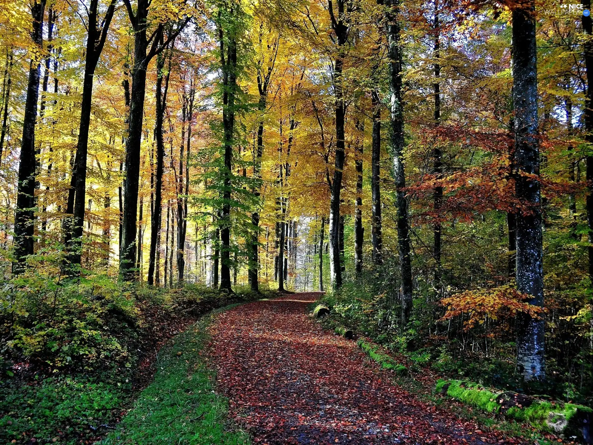 Way, Forest, autumn, ##