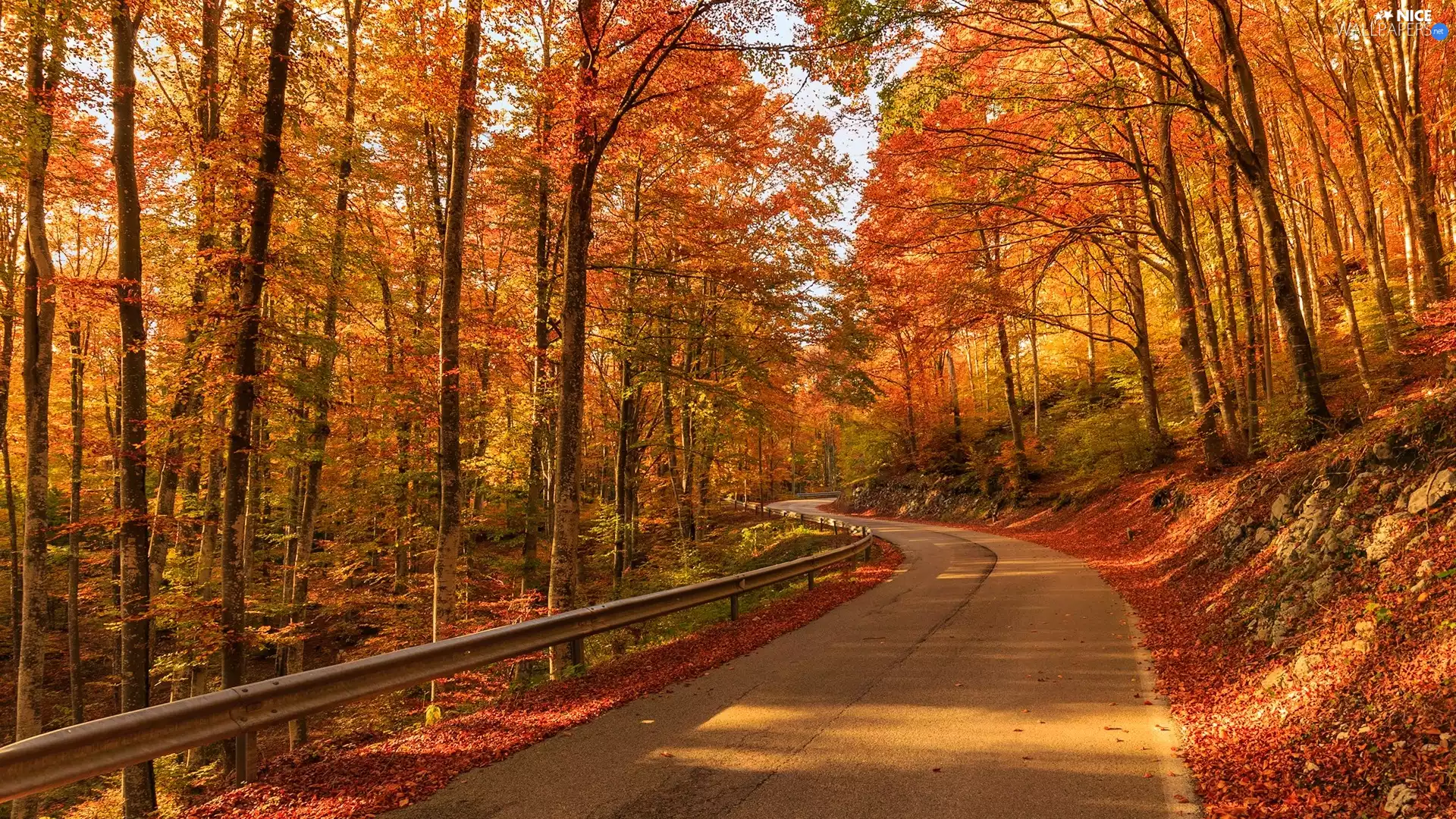 trees, forest, Leaf, autumn, viewes, Way