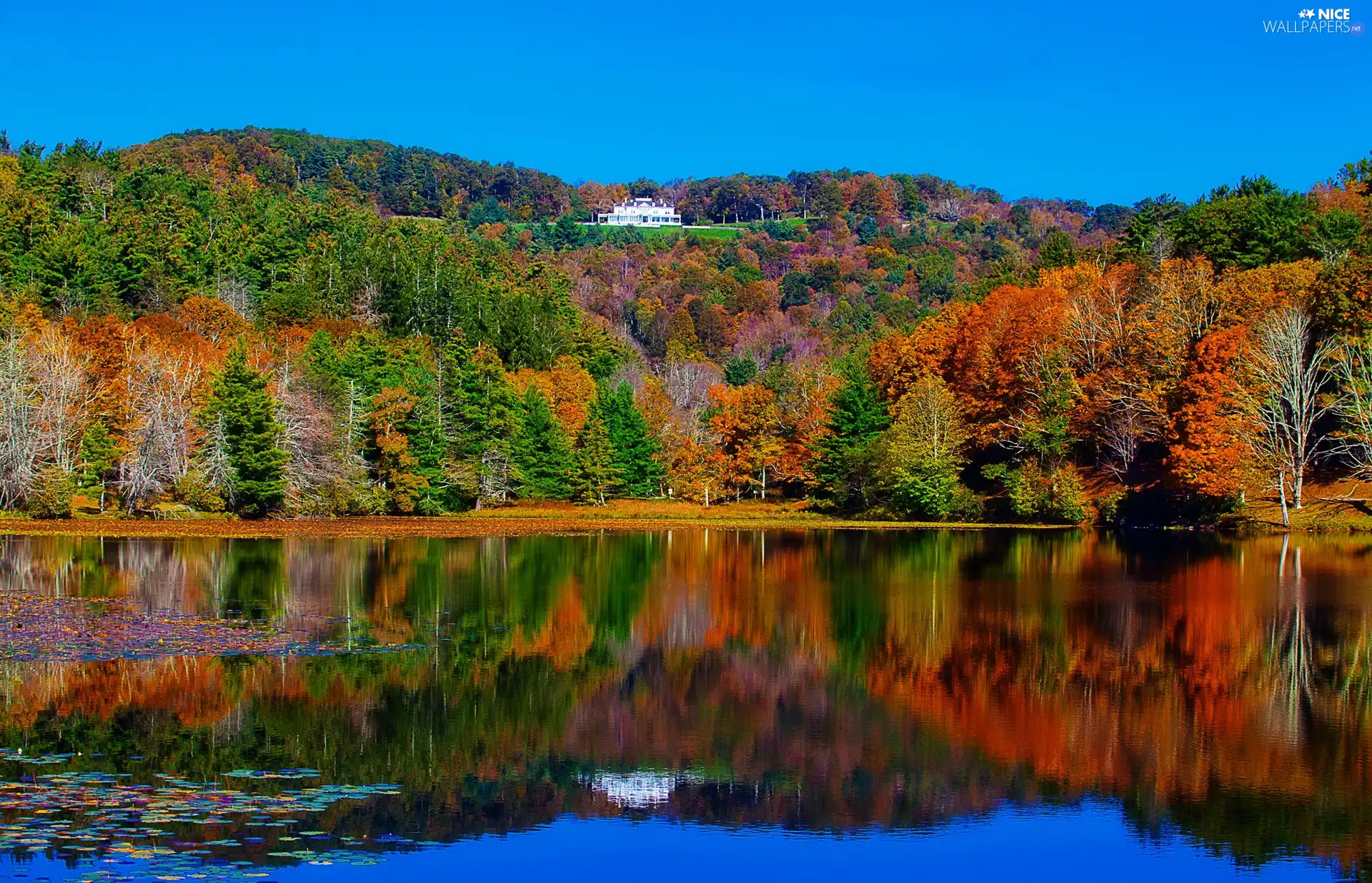 autumn, lake, woods