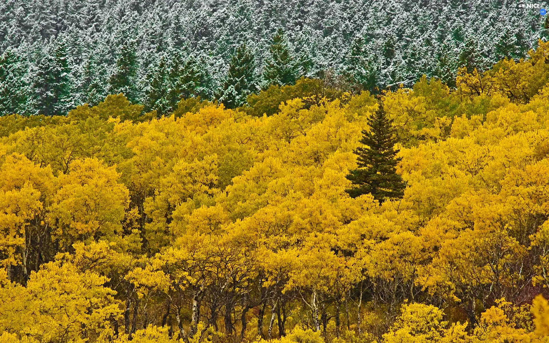 woods, viewes, autumn, trees