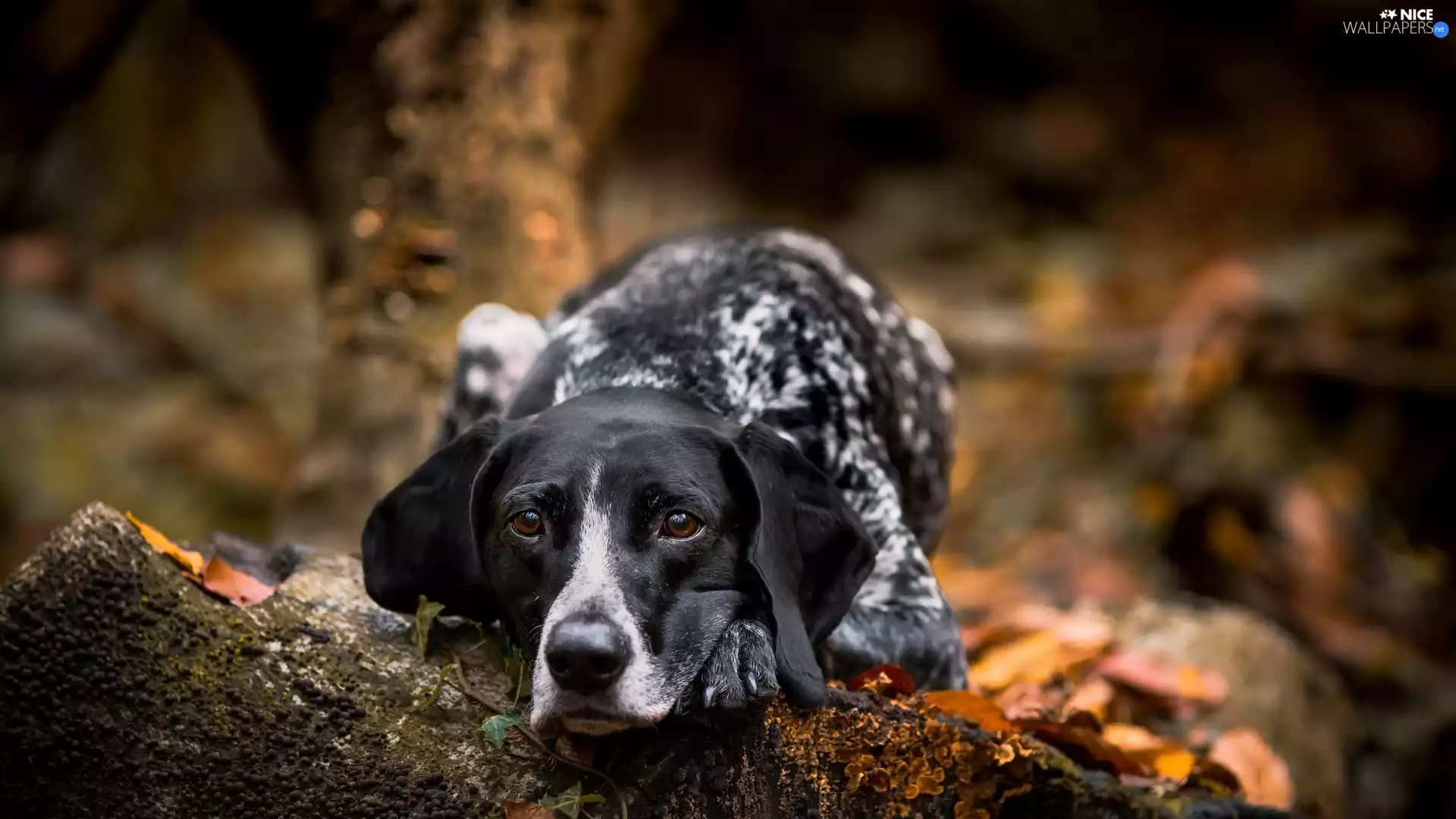 dog, Braque d Auvergne, muzzle, Auvergne Pointer