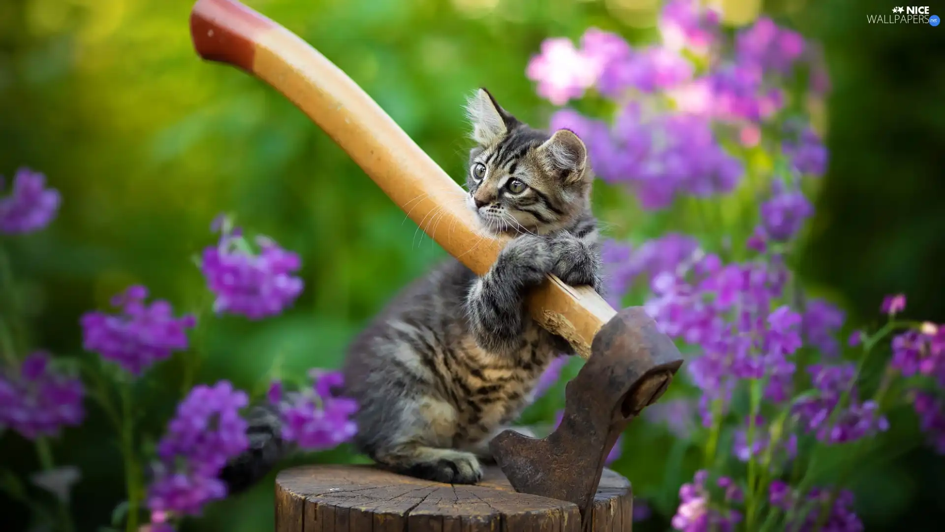 cat, ax, small, kitten, dun