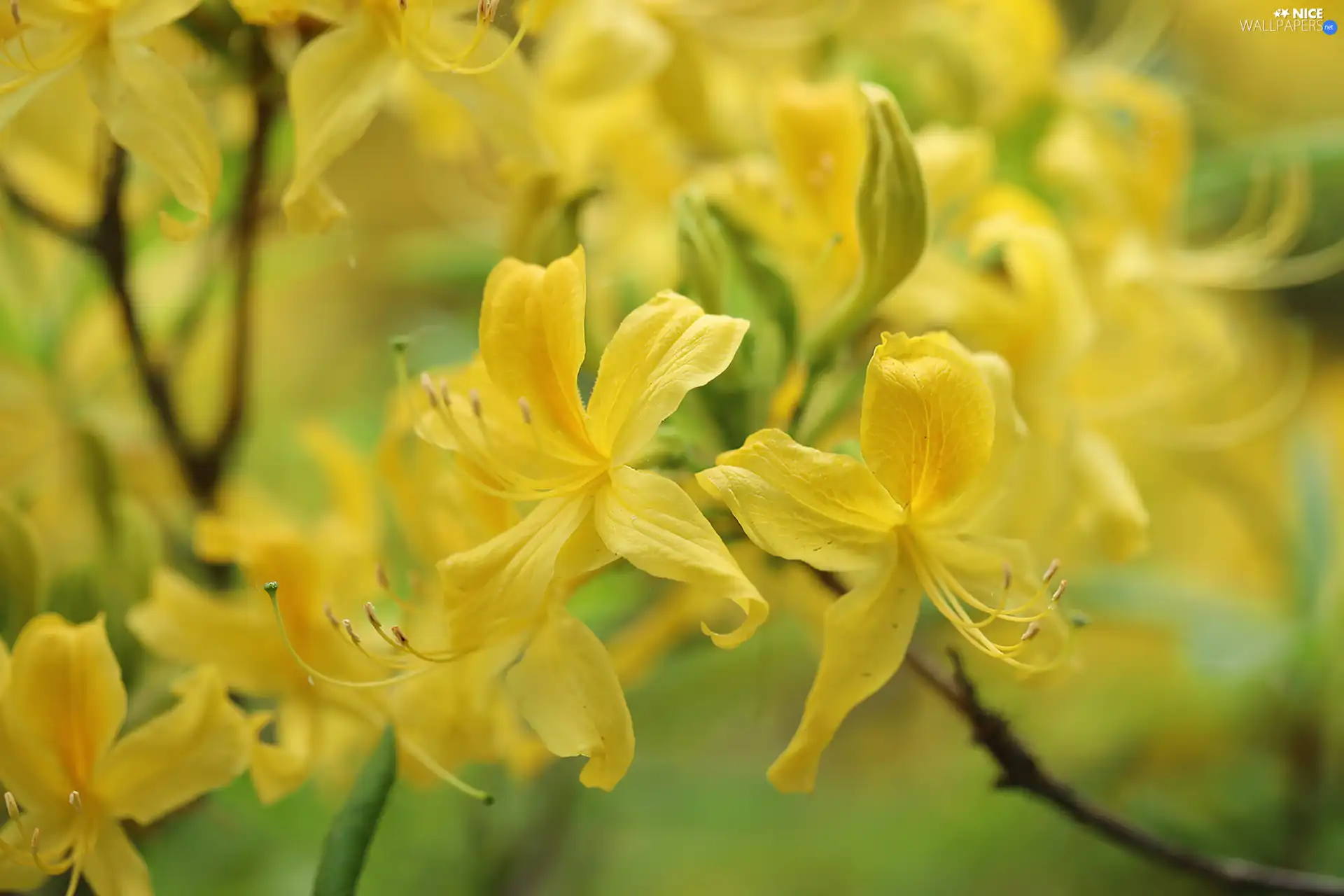 Yellow, Rhododendron, Flowers, Azaleas