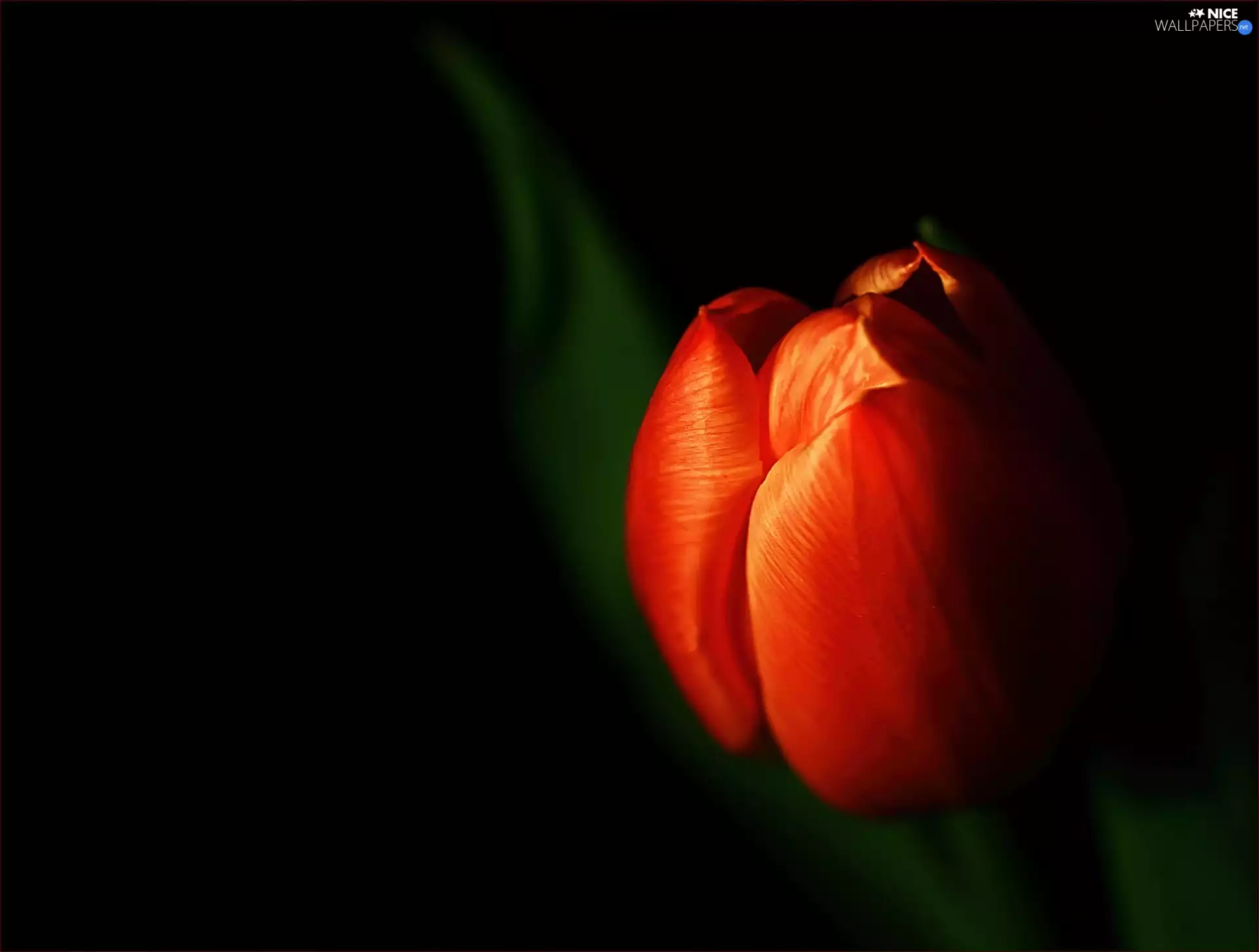 background, tulip, Black