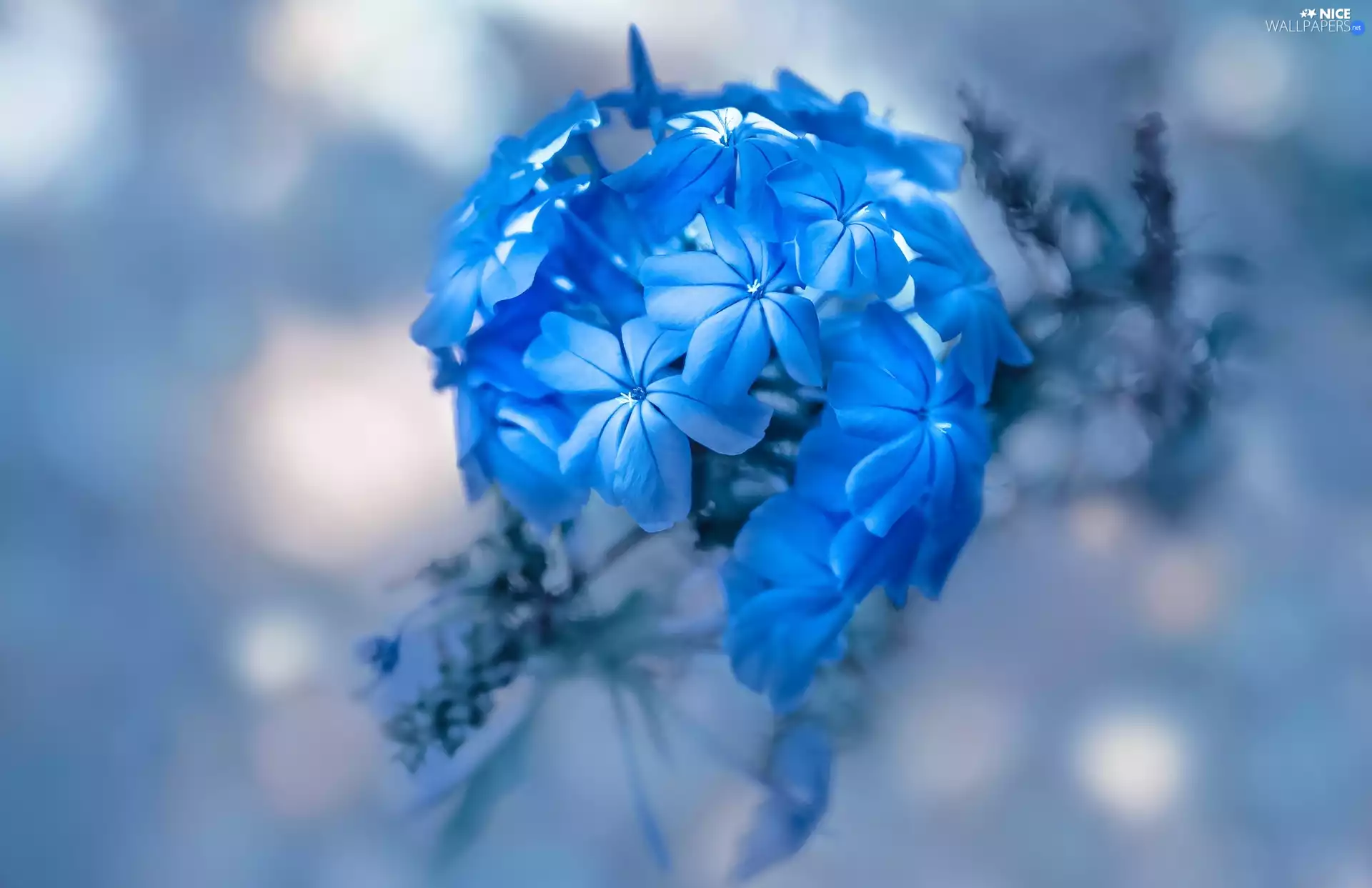 blurry background, blue, Colourfull Flowers
