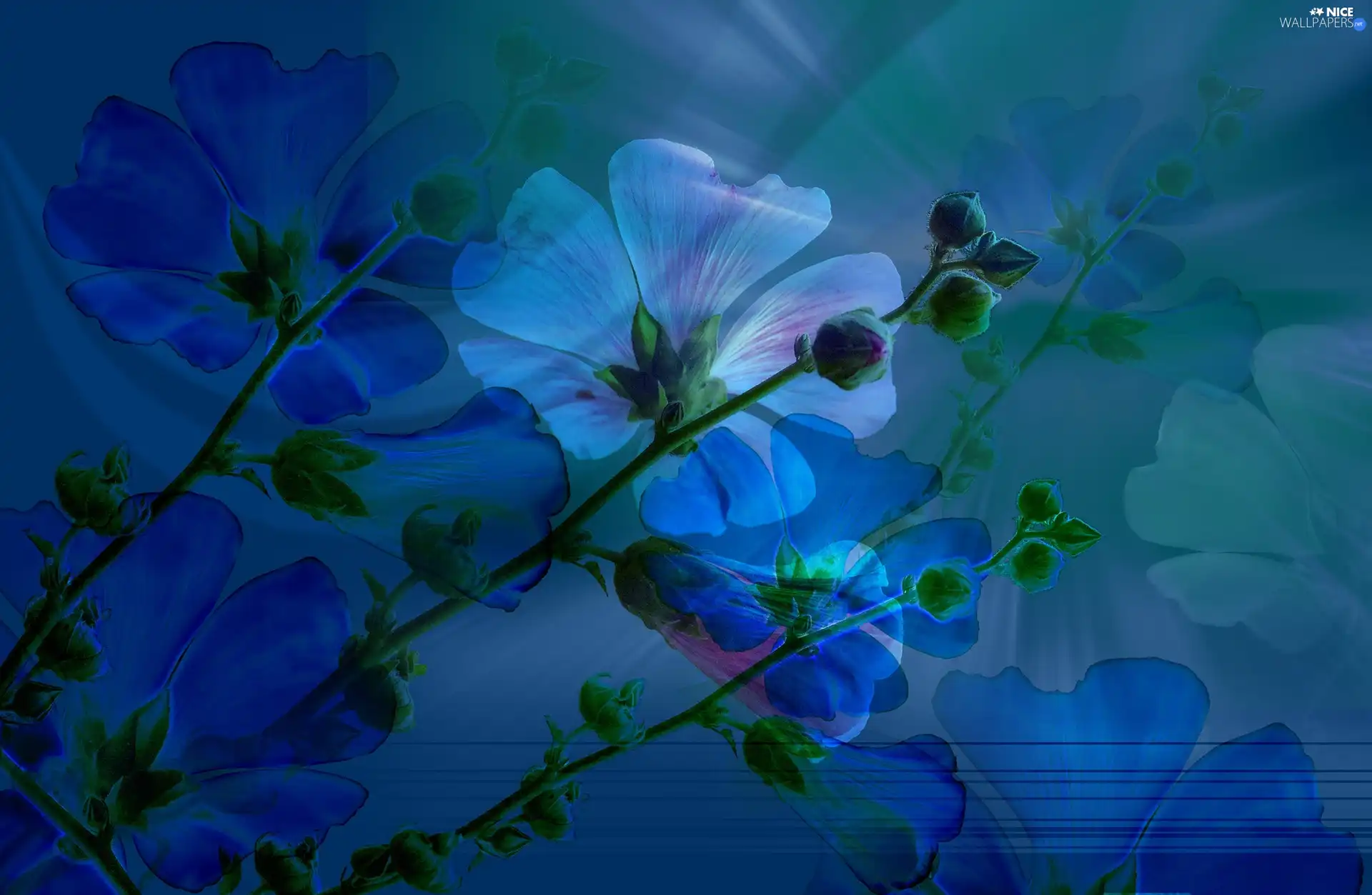 background, Flowers, Blue