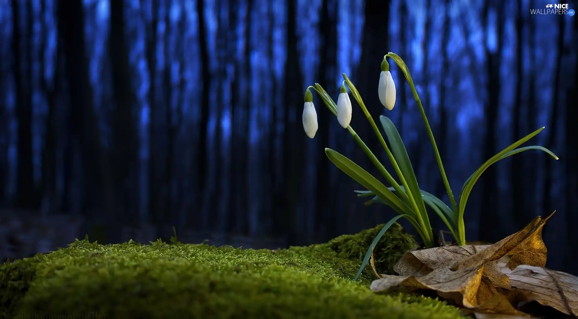 background, snowdrops, Blue