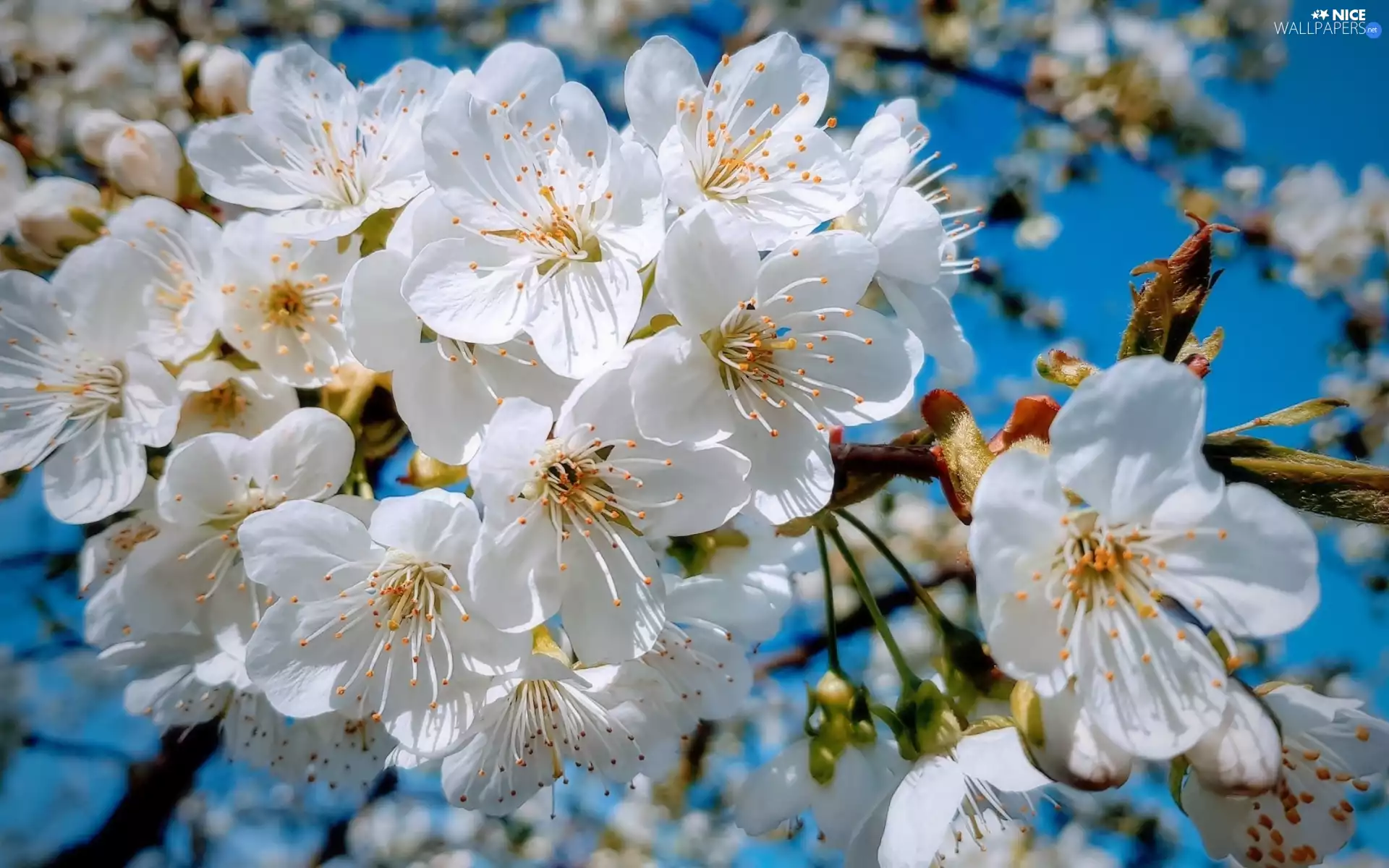 Fruit Tree, blue background, White, Flowers, Twigs