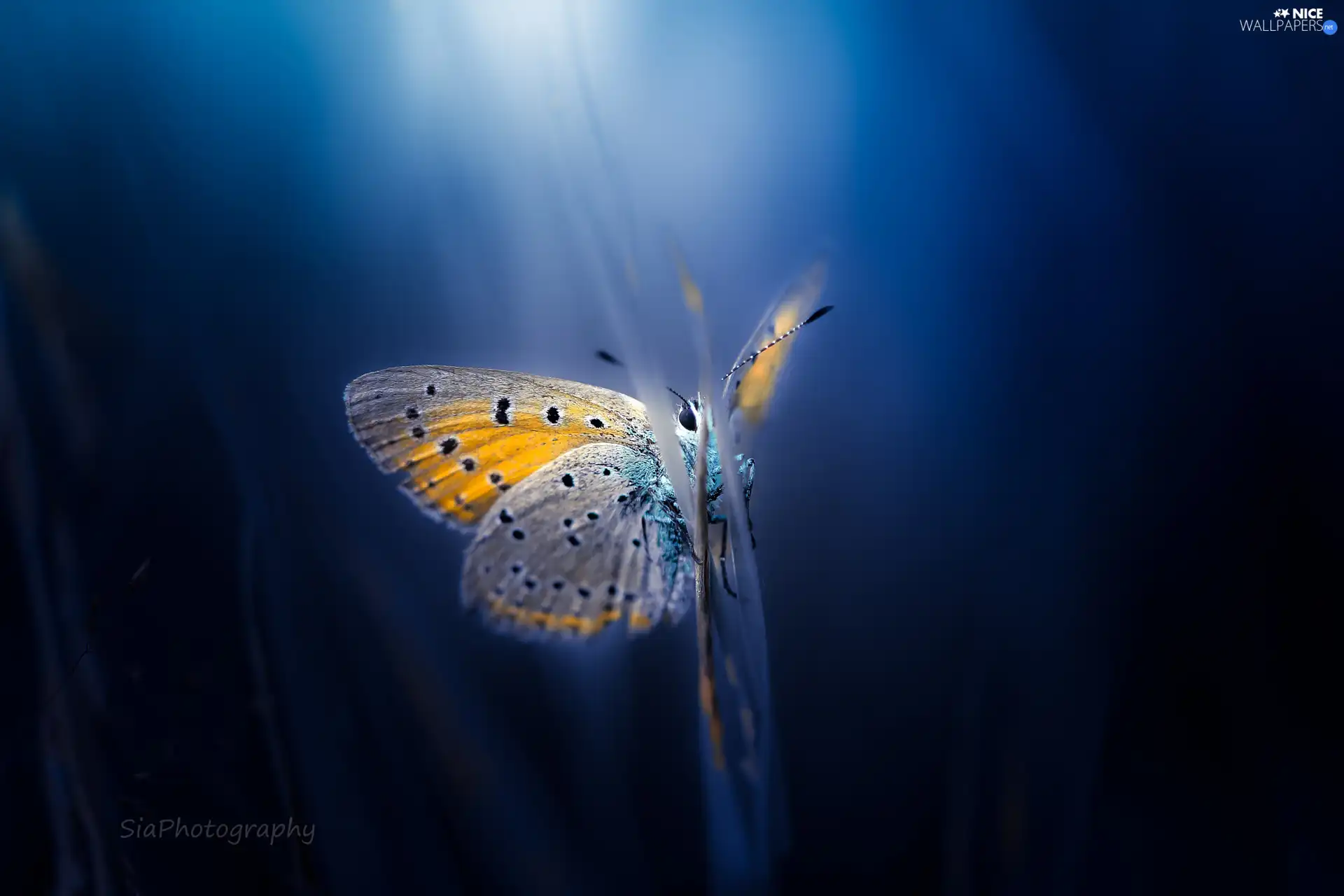 blurry background, butterfly, Dusky