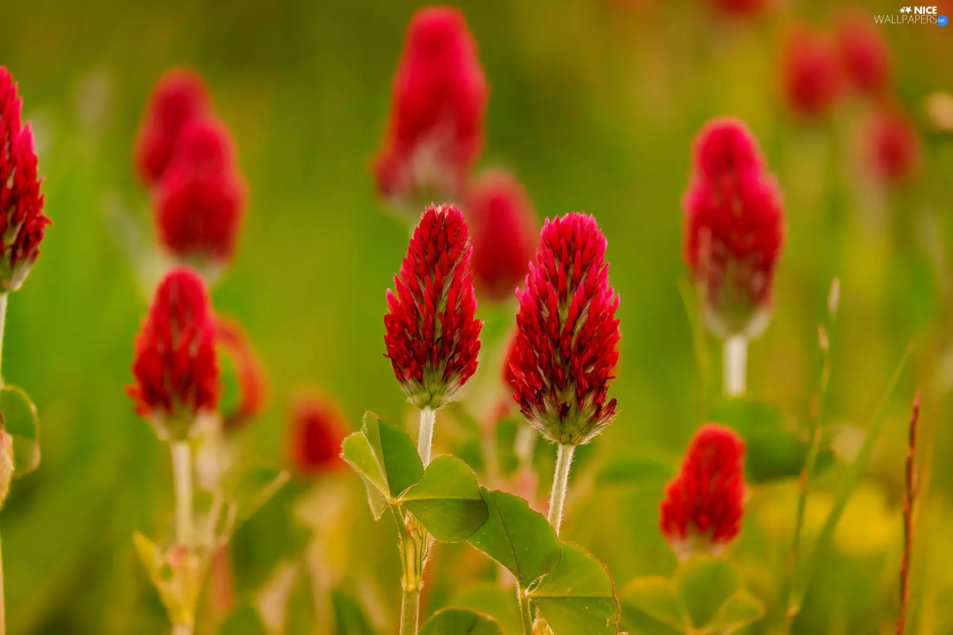 Crimson Clover, blurry background, Wildflowers, Red, Flowers