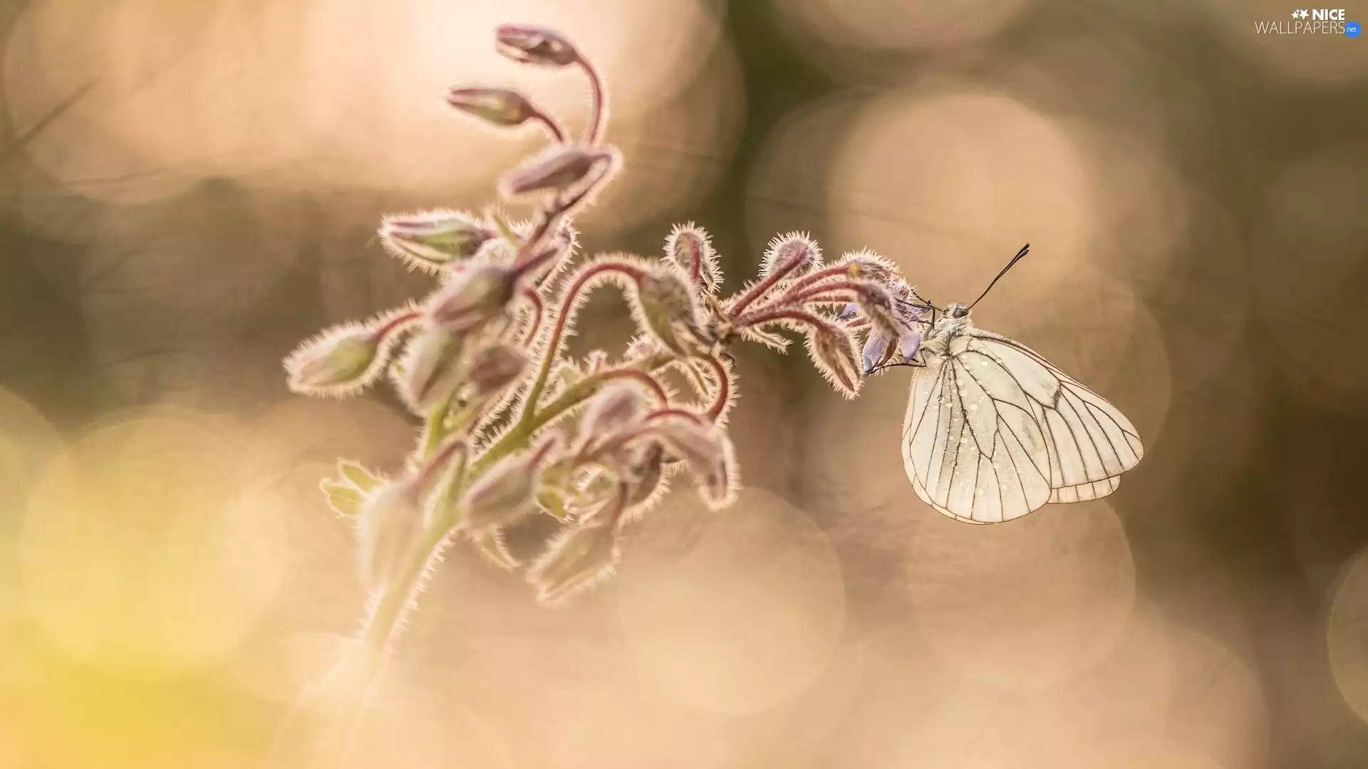 butterfly, plant, blurry background, Black-veined White
