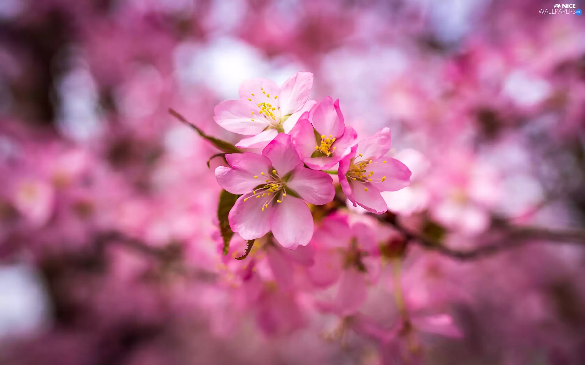 Fruit Tree, blurry background, Pink, Flowers, twig