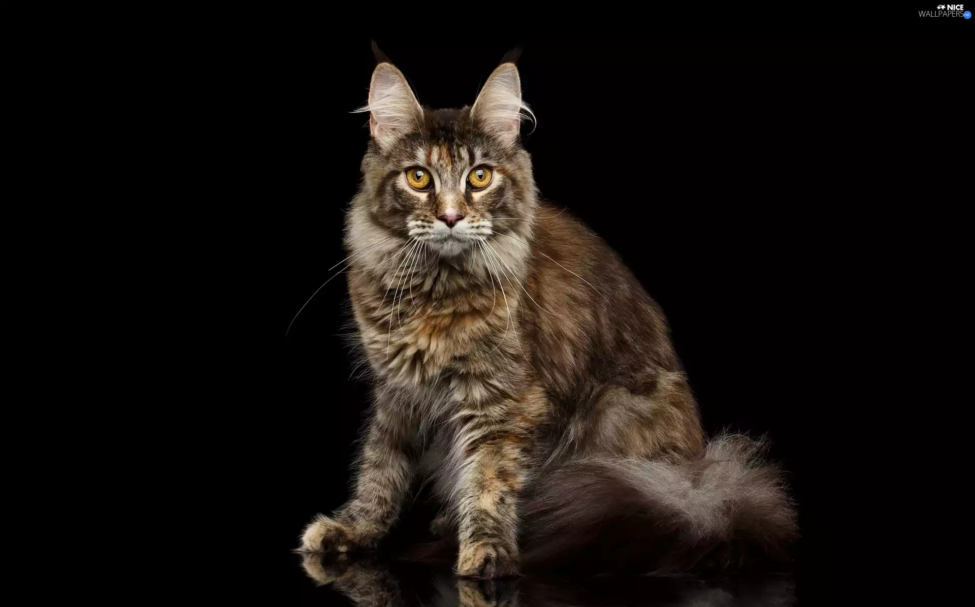 black background, cat, Maine Coon