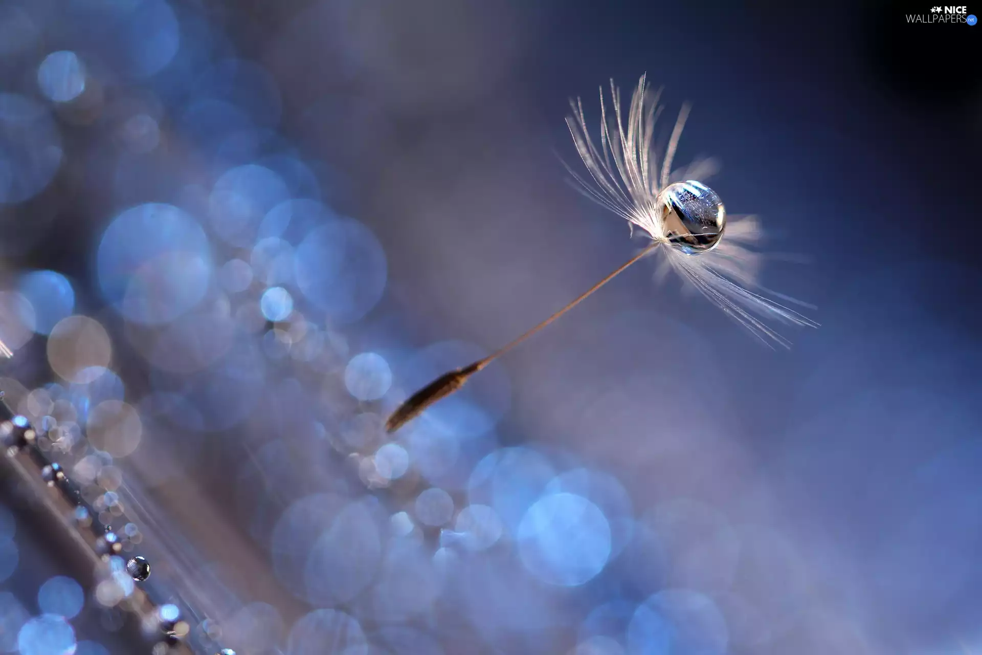 Achaenium, puffball, fuzzy, background, drop, Close
