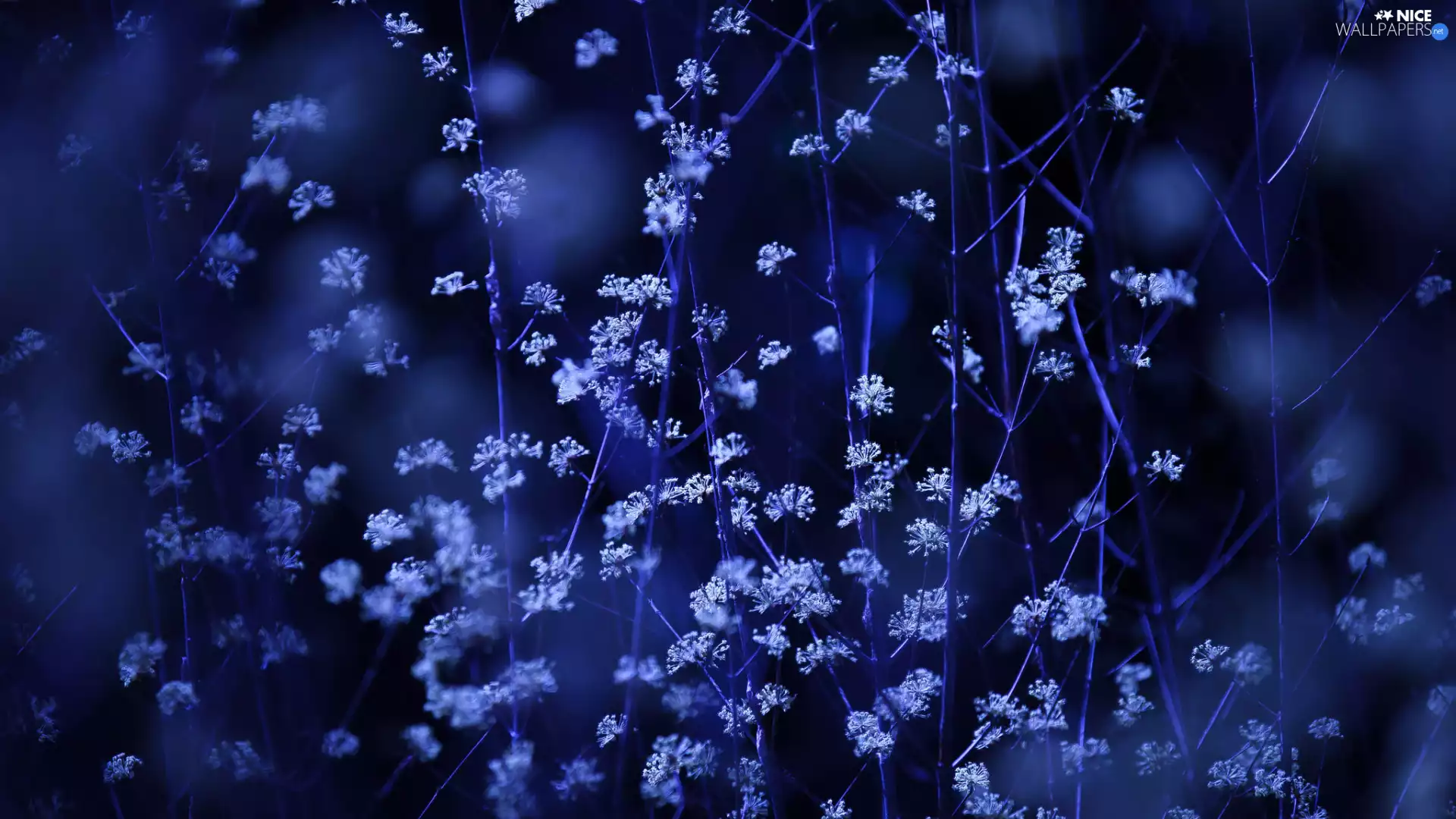 Close, Twigs, plant, background