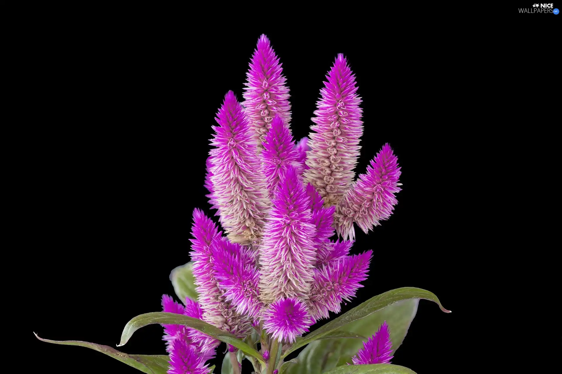 exotic, Black, background, Colourfull Flowers