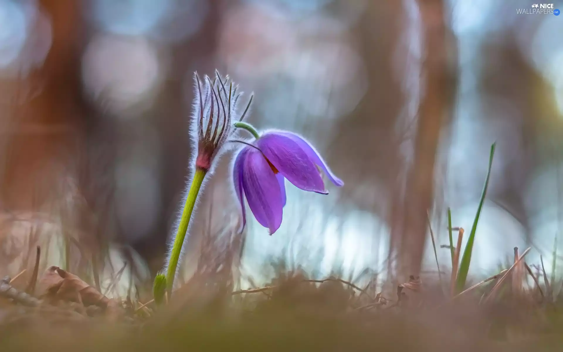 blurry background, Colourfull Flowers, pasque