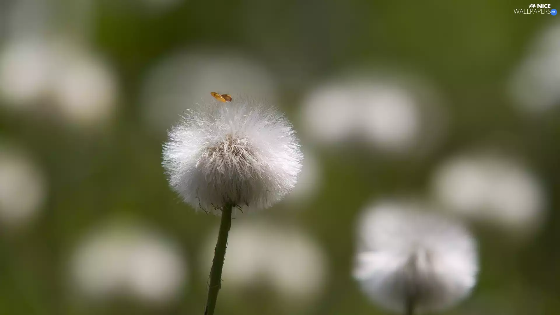 blurry background, Common Coltsfoot, dandelion