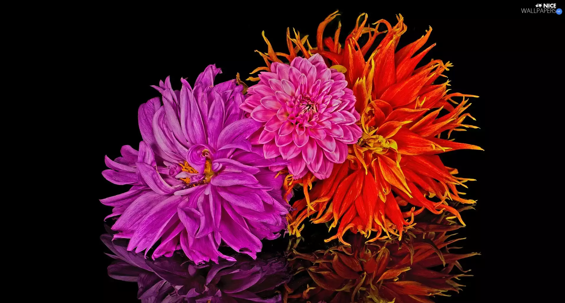 Black, background, dahlias, reflection, Flowers