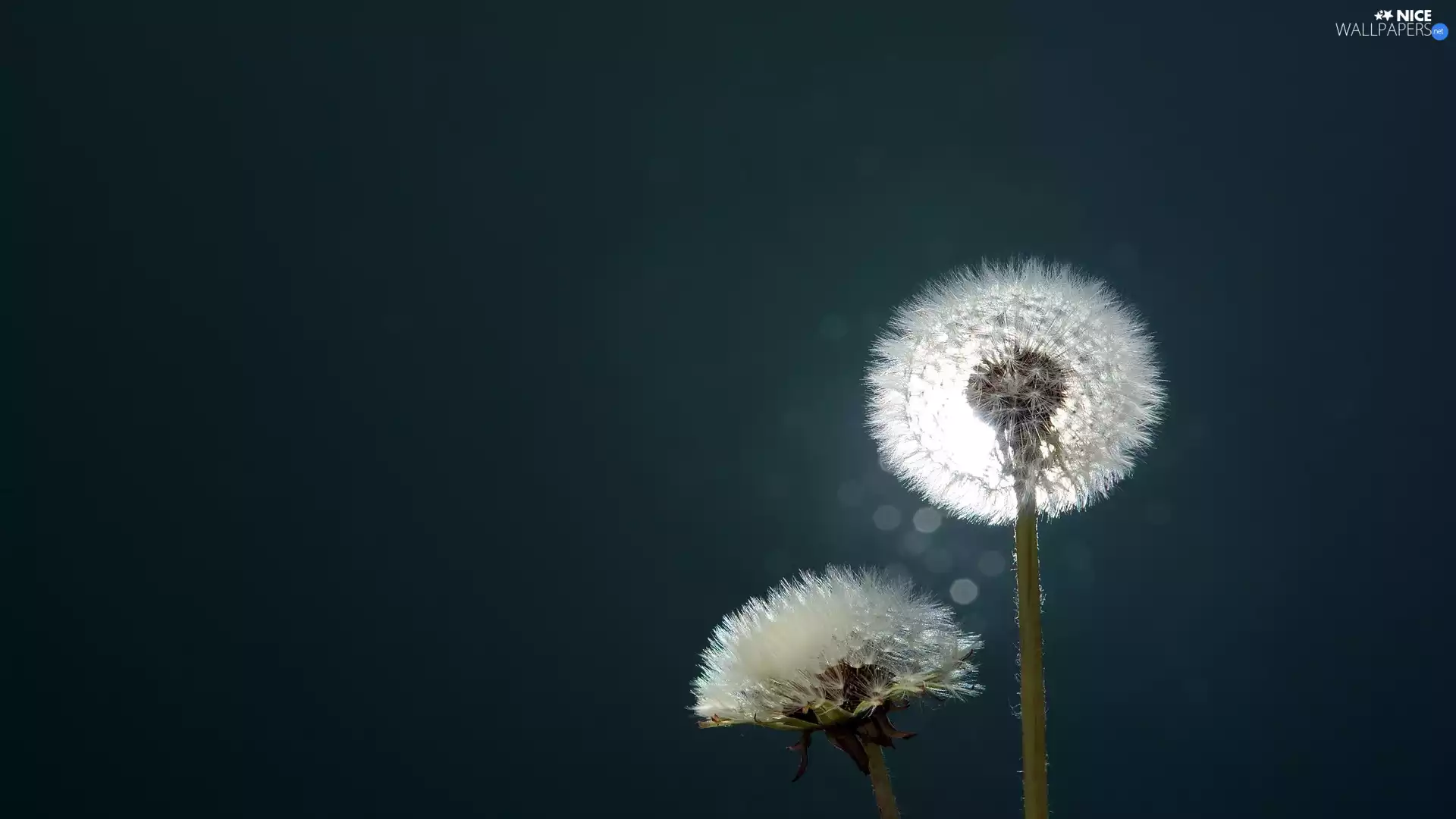 Common Dandelion, Dark Background, Bokeh, dandelions