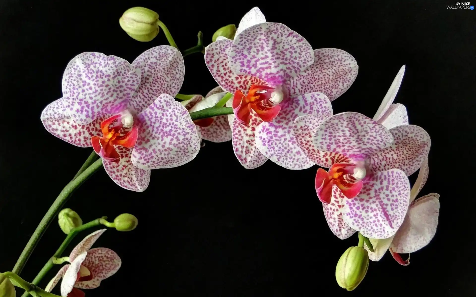 dappled, Black, background, orchid