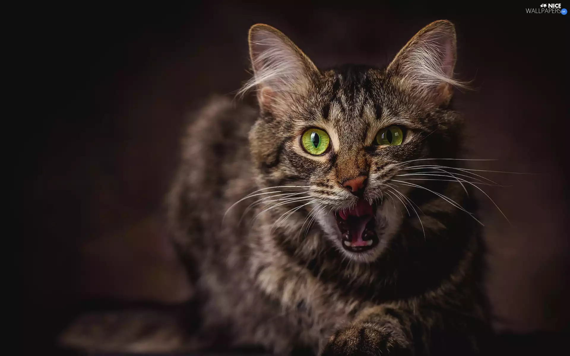 look, cat, dark, The look, dun, muzzle, background